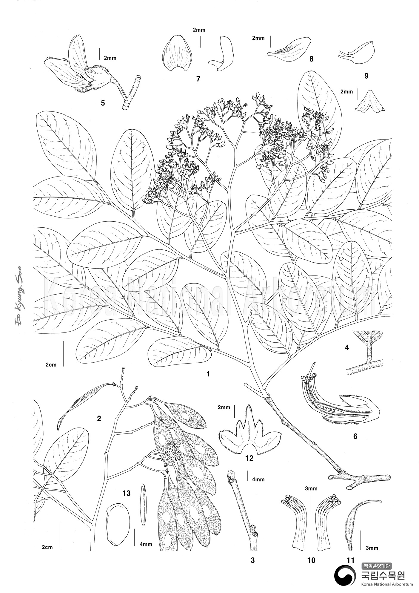 Plant Illustration Detailed View