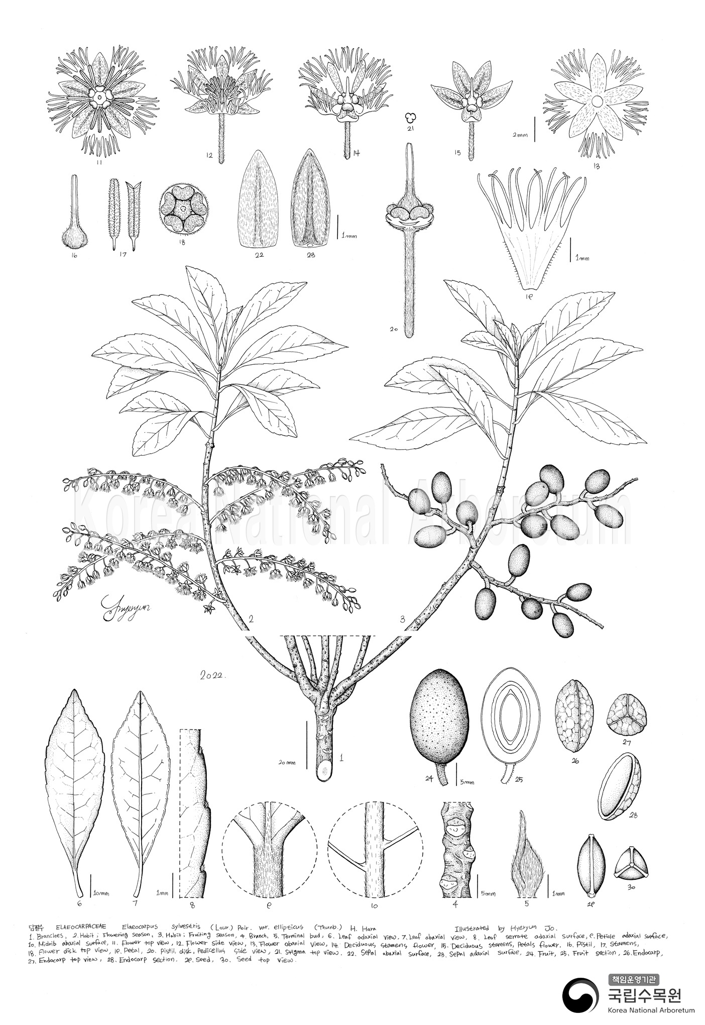 Plant Illustration Detailed View