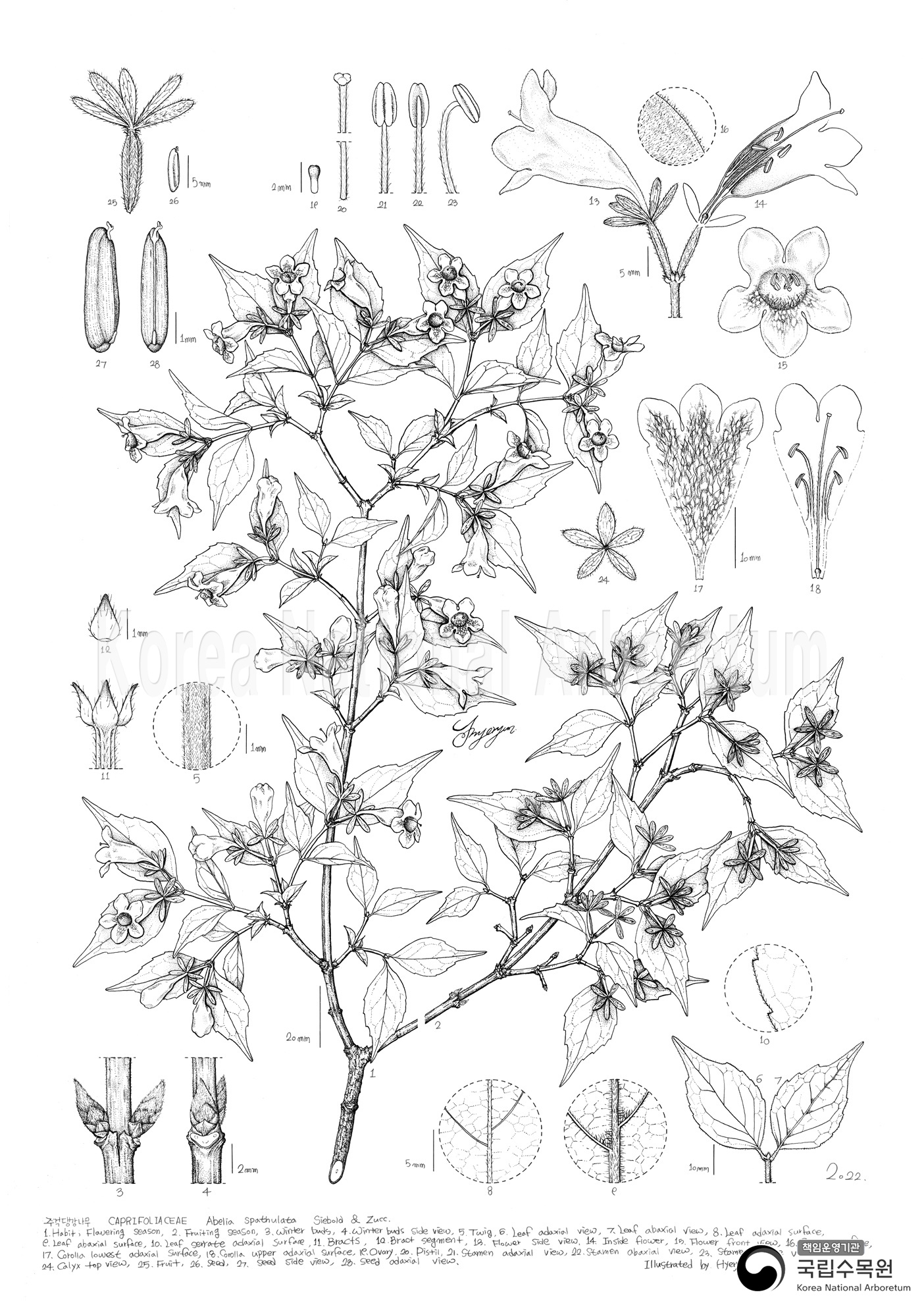 Plant Illustration Detailed View