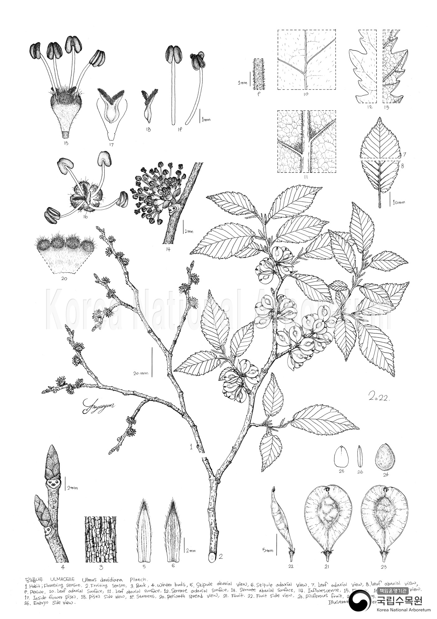 Plant Illustration Detailed View