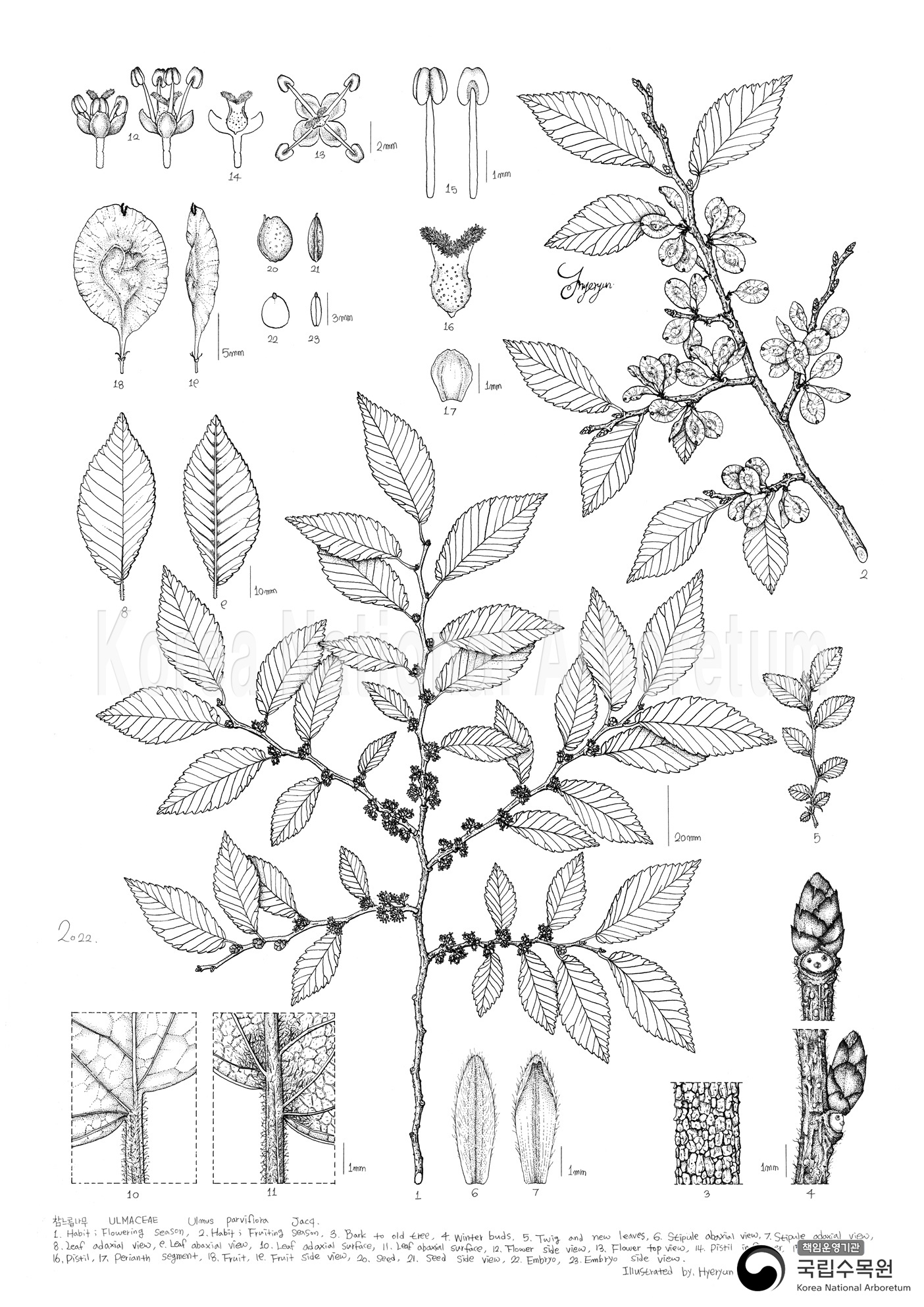 Plant Illustration Detailed View