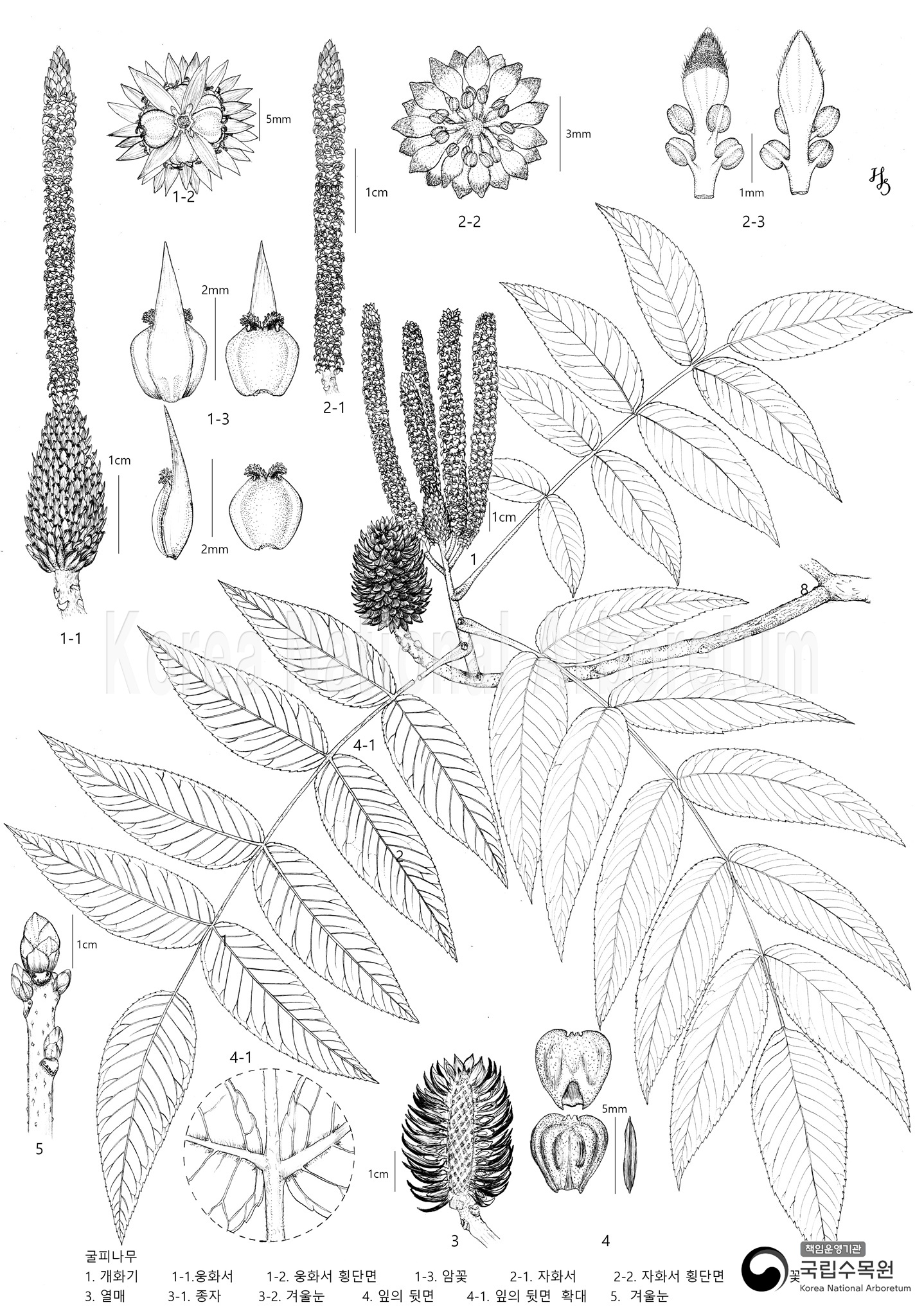 Plant Illustration Detailed View