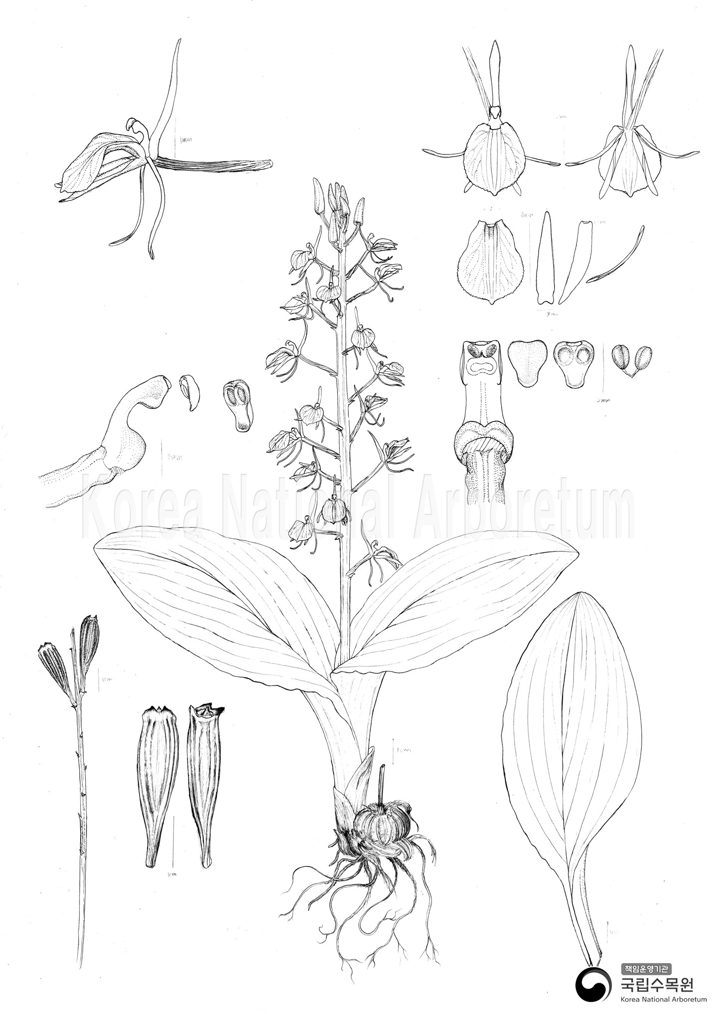 Plant Illustration Detailed View