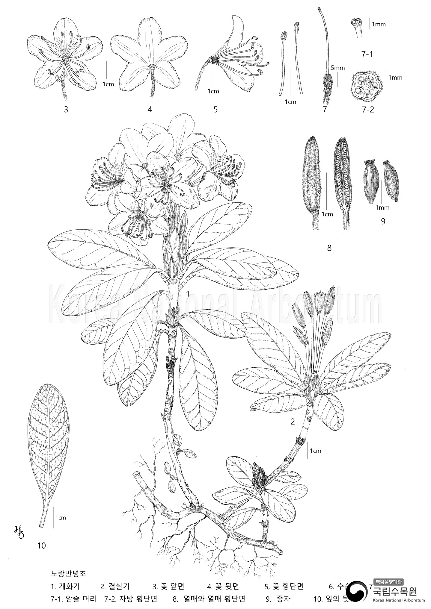 Plant Illustration Detailed View