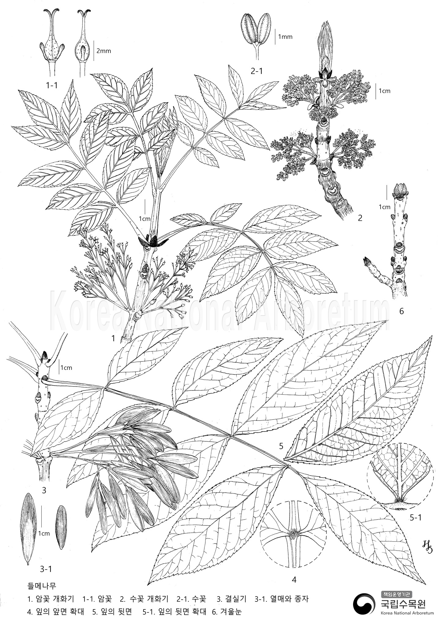 Plant Illustration Detailed View