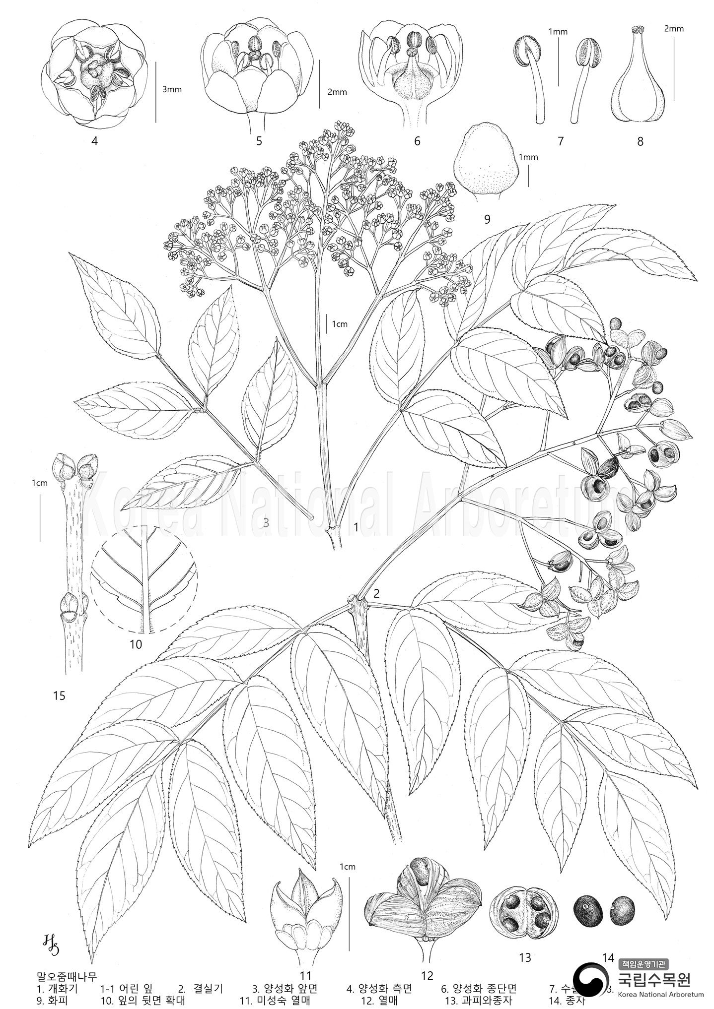 Plant Illustration Detailed View