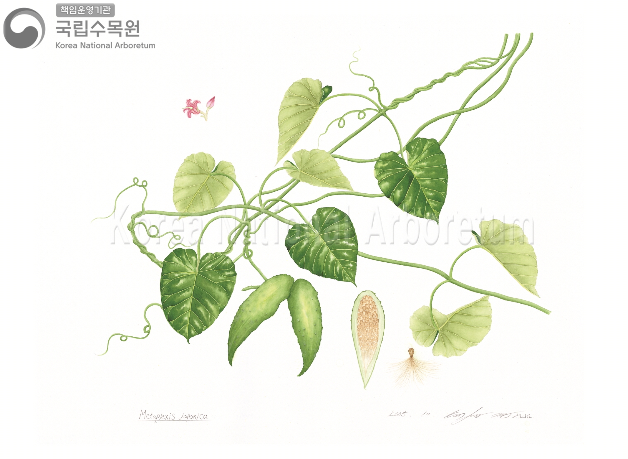 Plant Illustration Detailed View