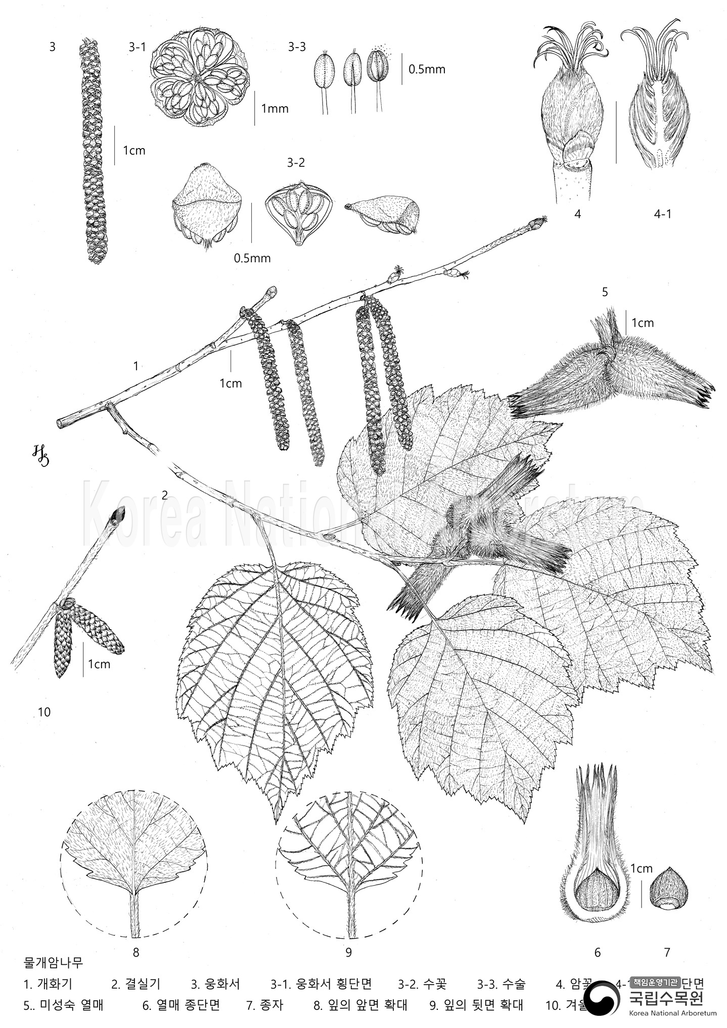 Plant Illustration Detailed View