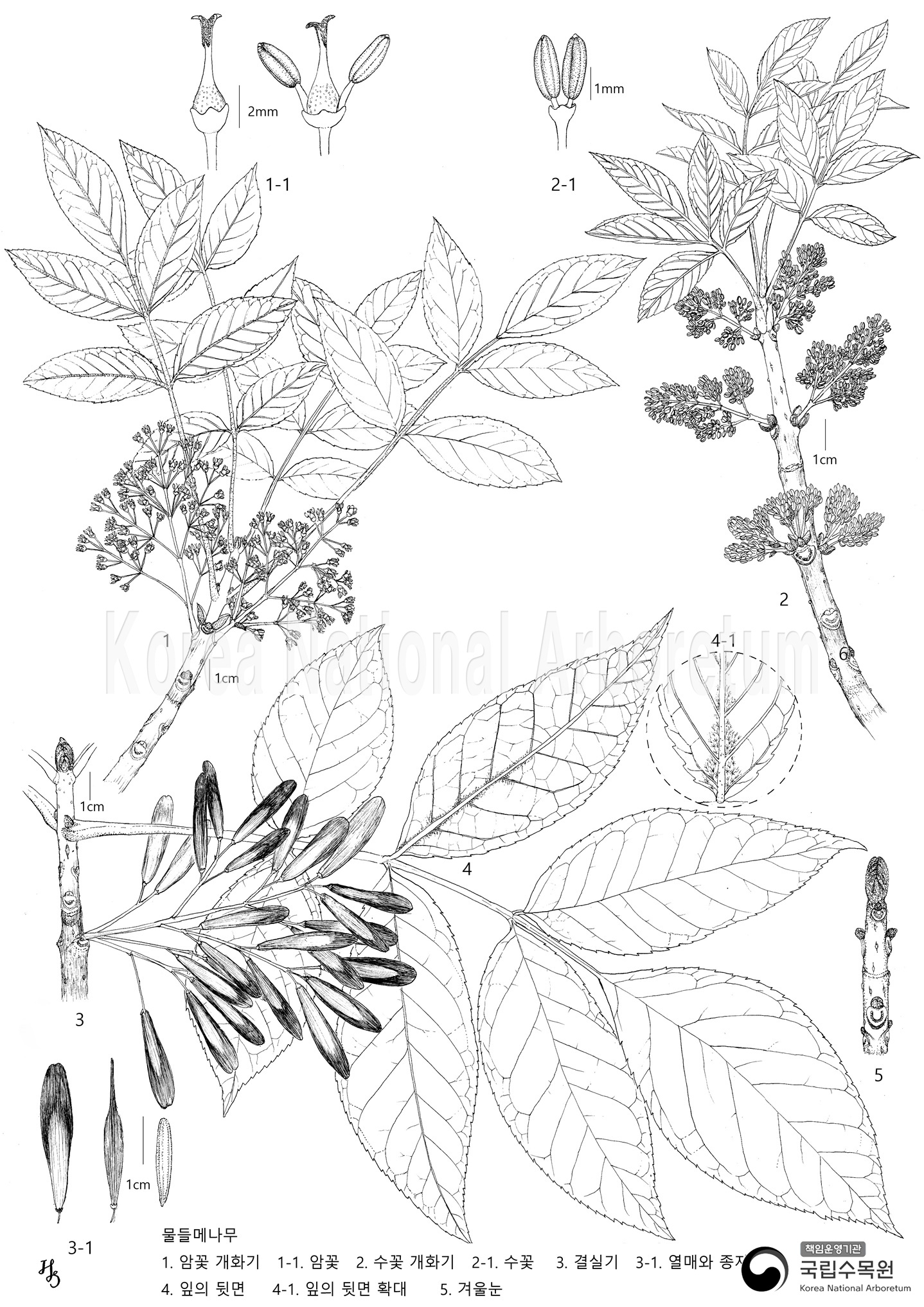 Plant Illustration Detailed View