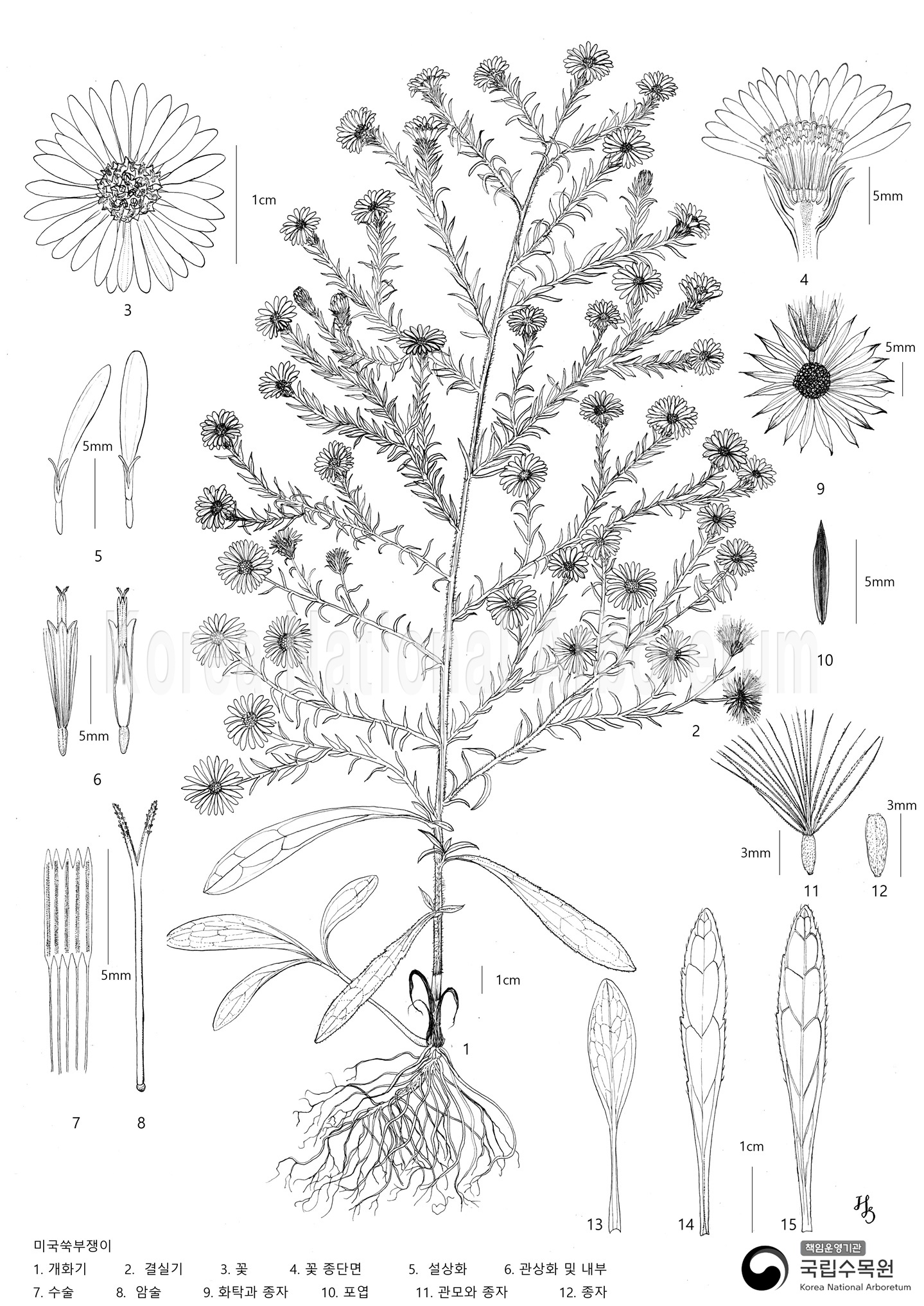 Plant Illustration Detailed View