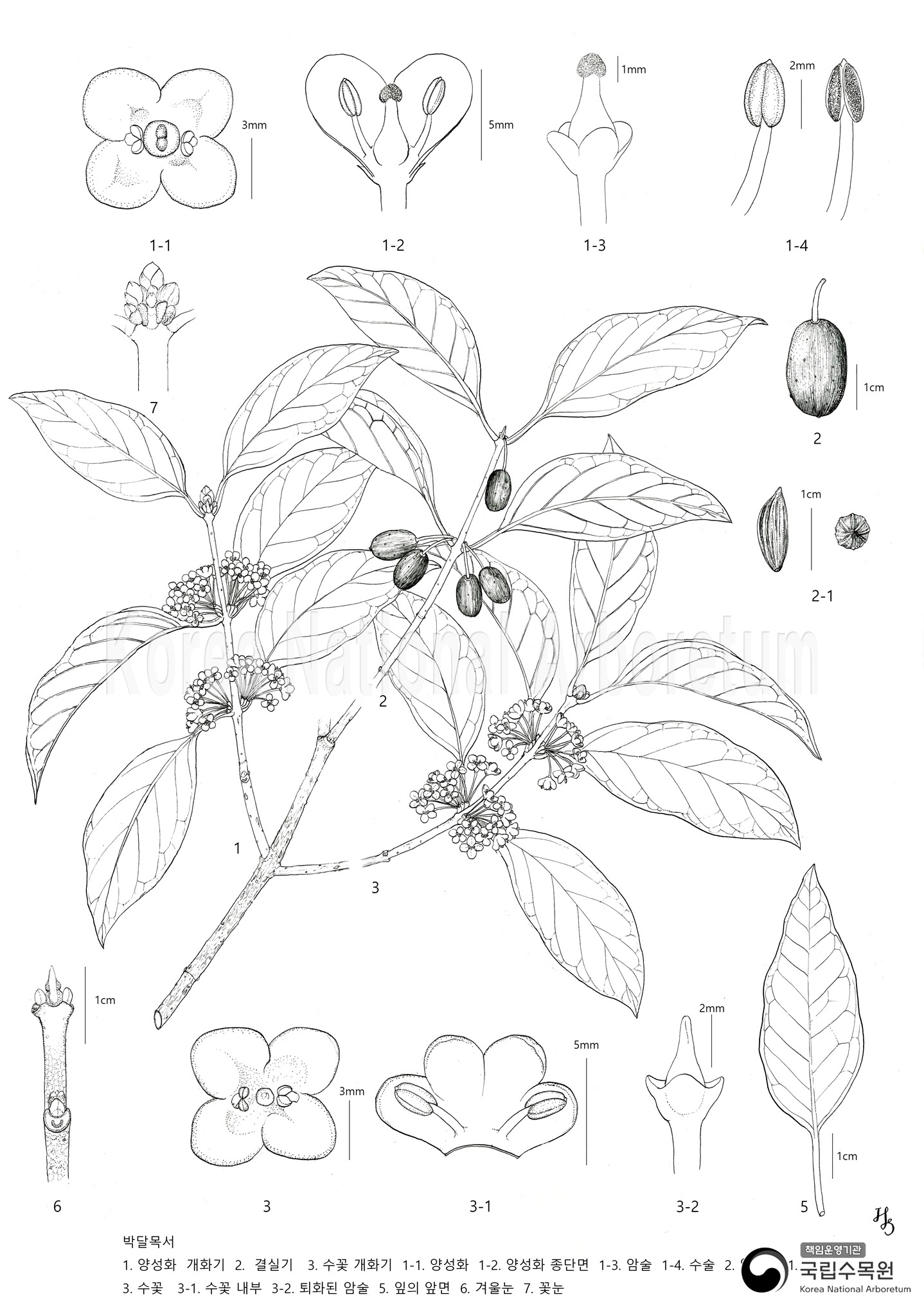 Plant Illustration Detailed View