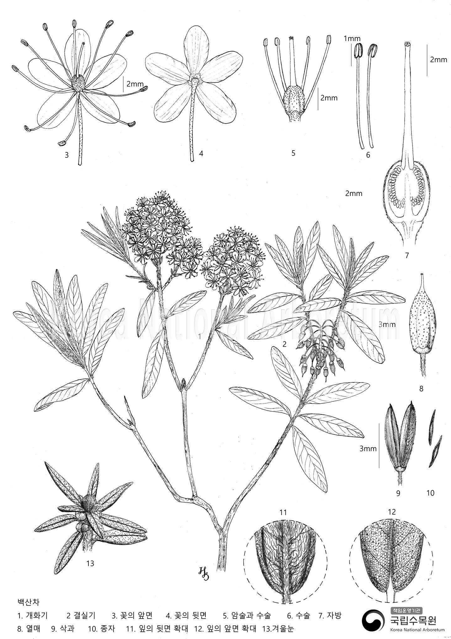 Plant Illustration Detailed View