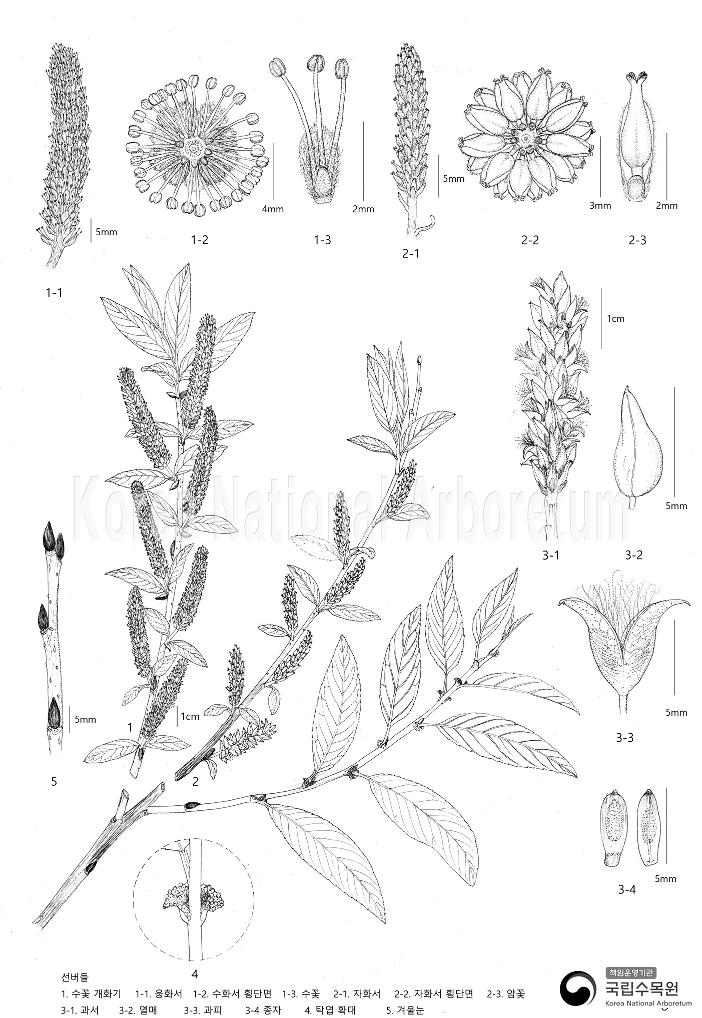 Plant Illustration Detailed View