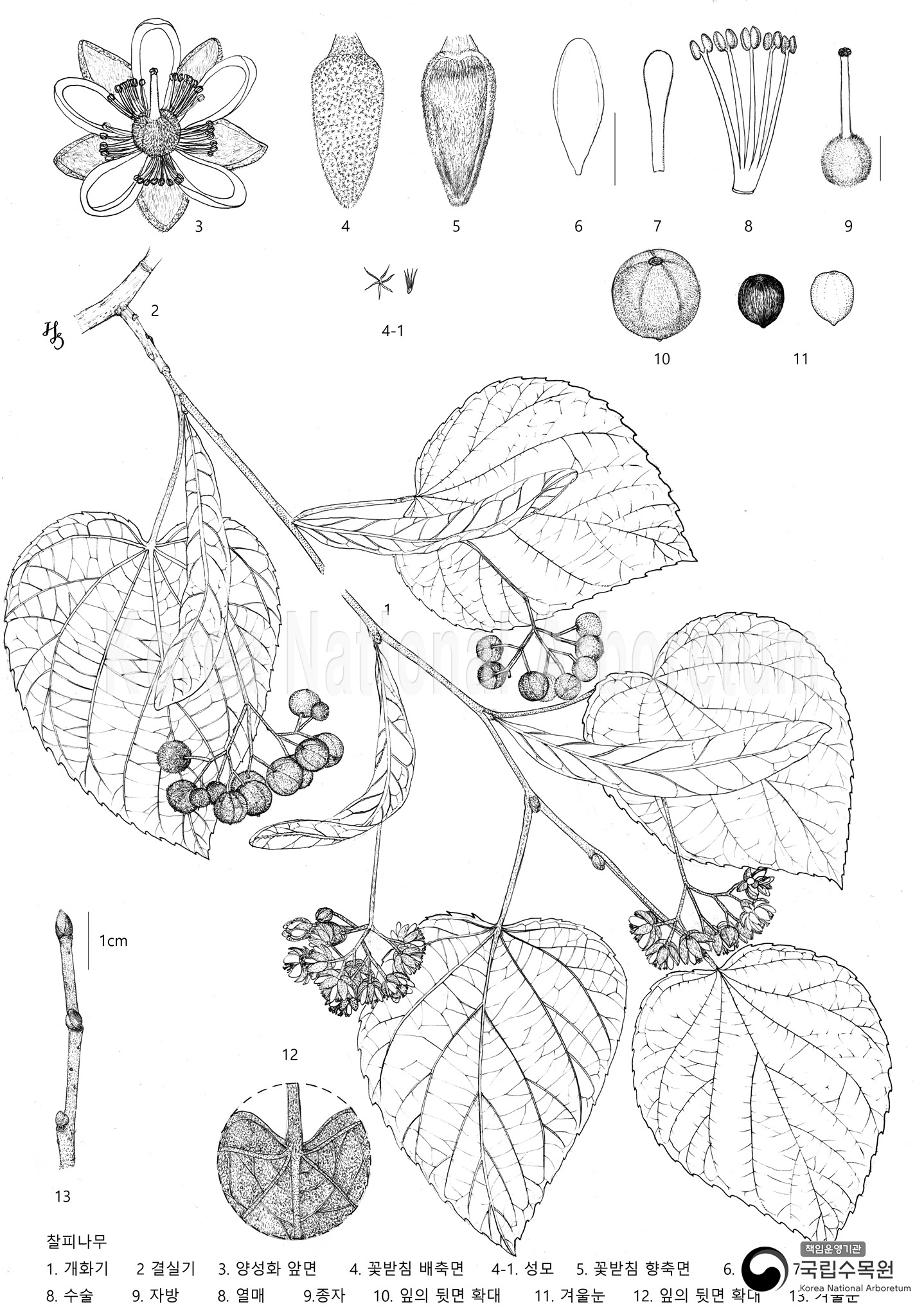 Plant Illustration Detailed View