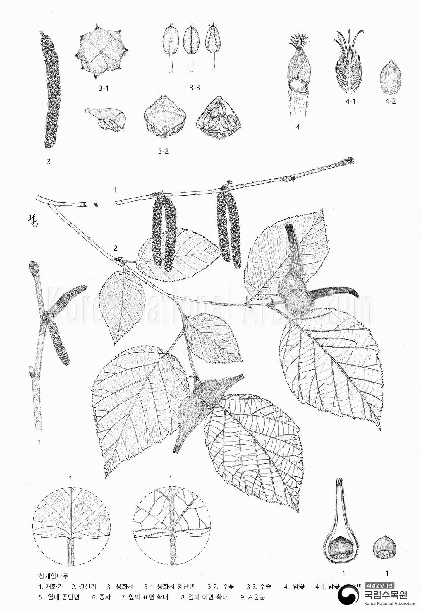 Plant Illustration Detailed View