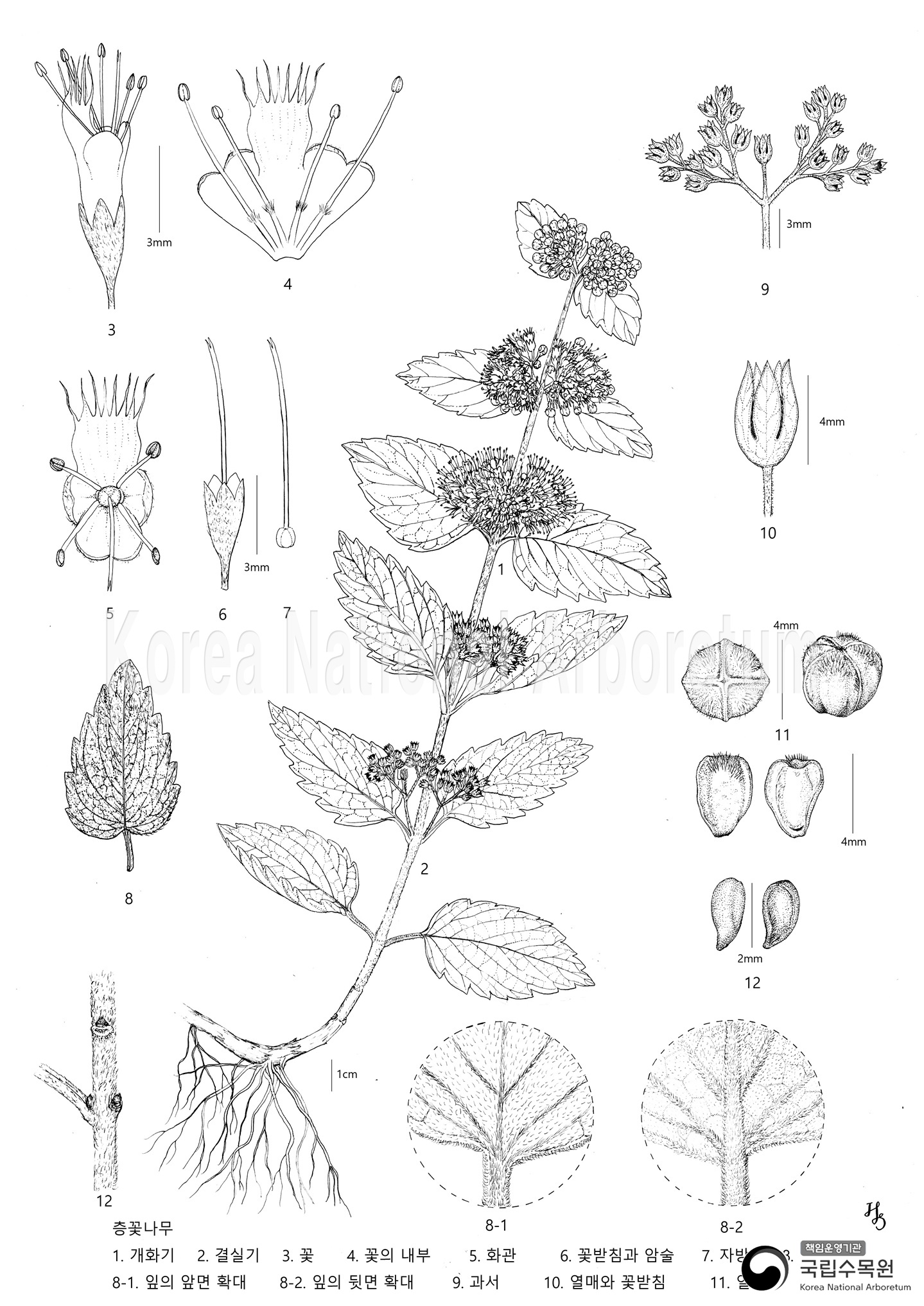 Plant Illustration Detailed View