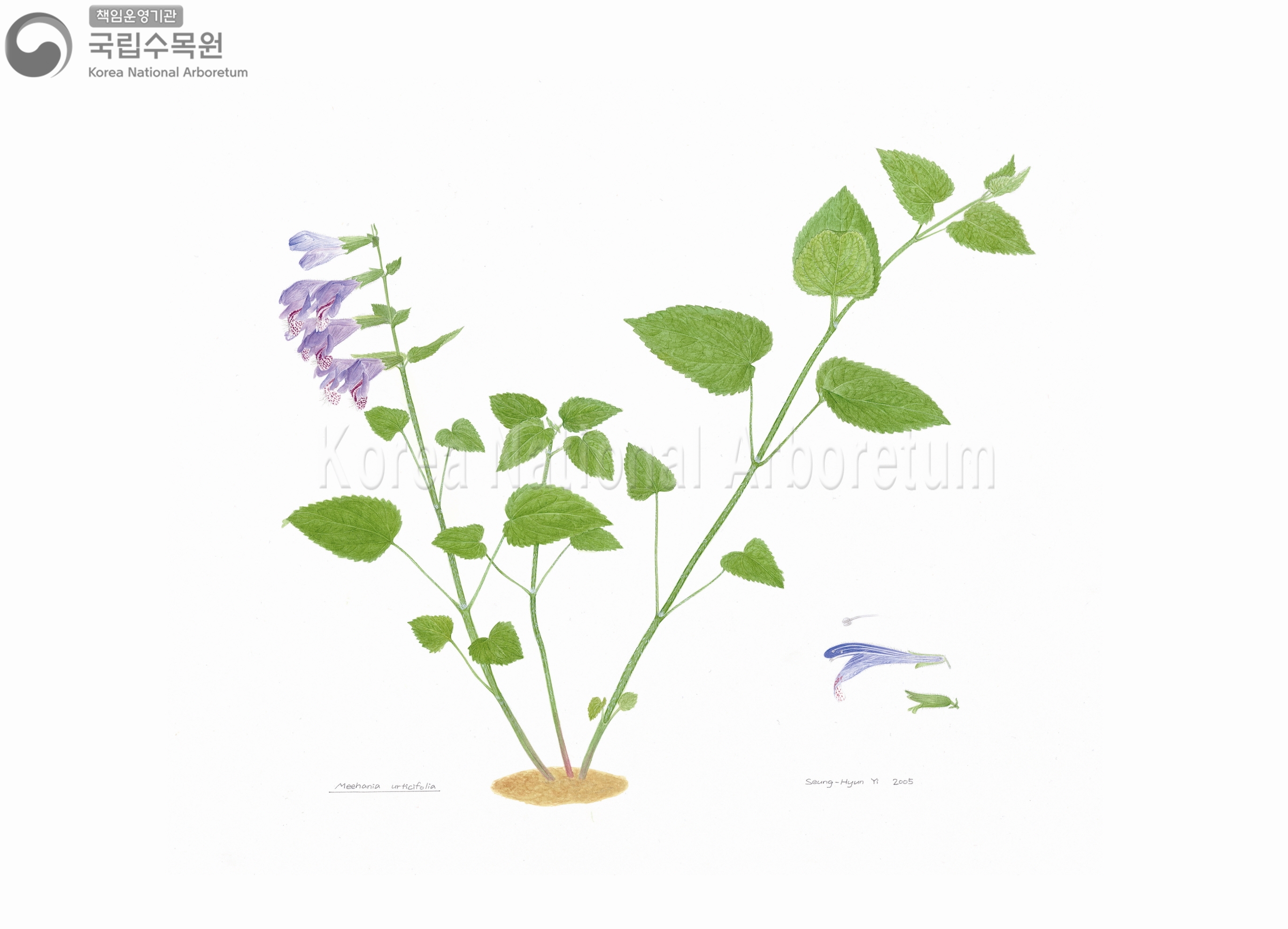 Plant Illustration Detailed View