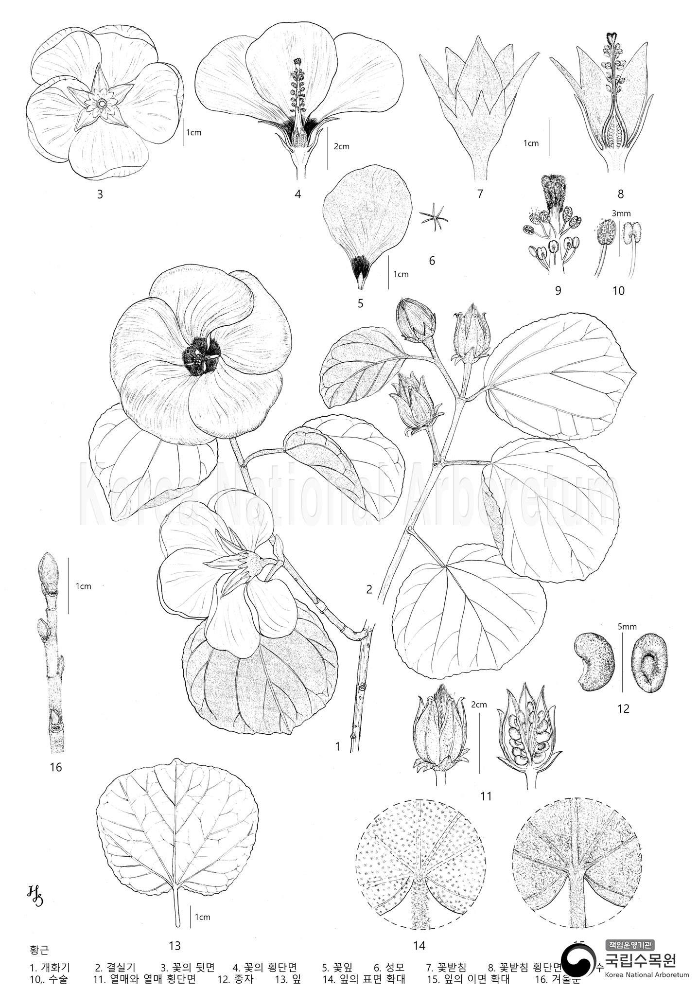 Plant Illustration Detailed View