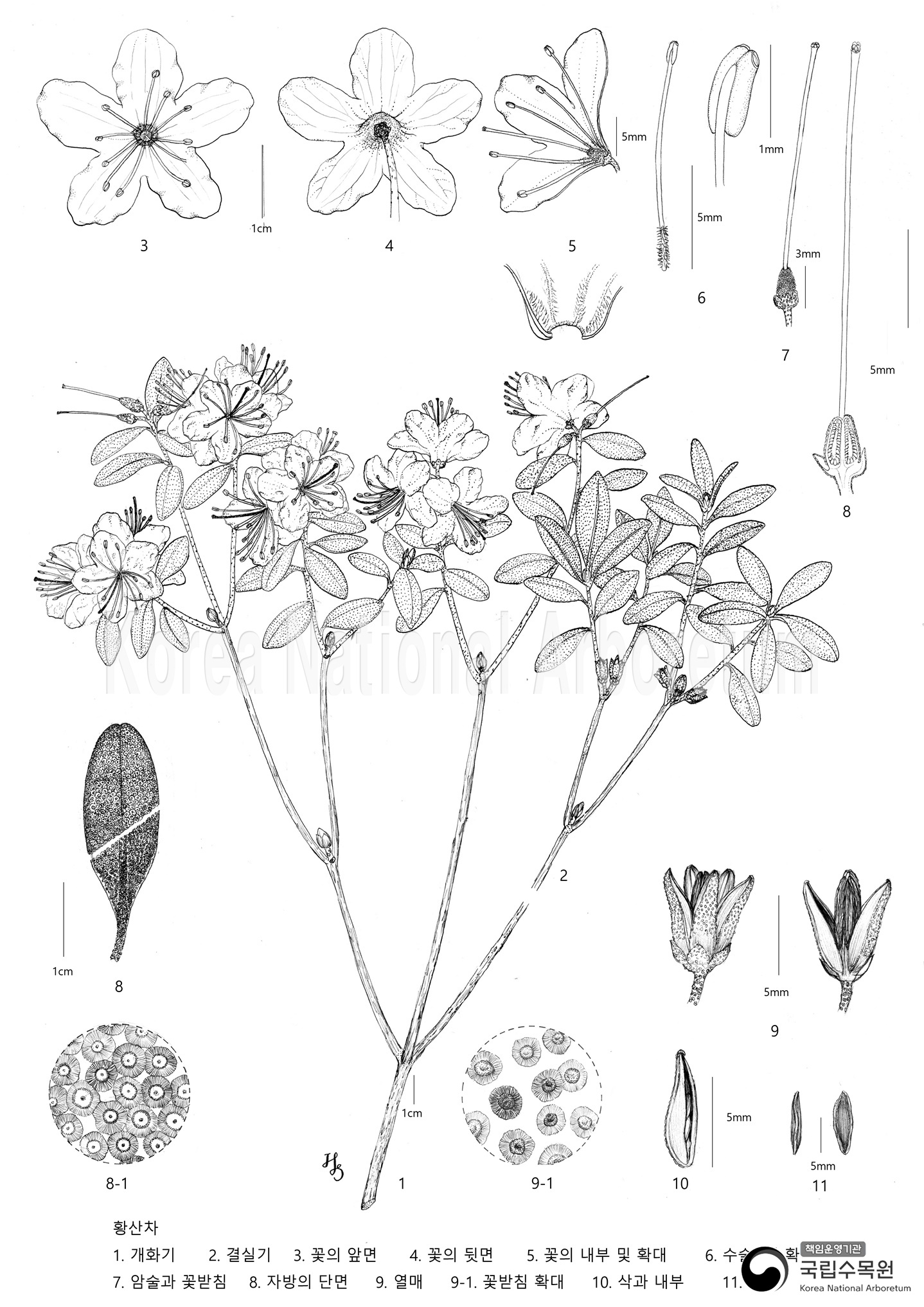 Plant Illustration Detailed View