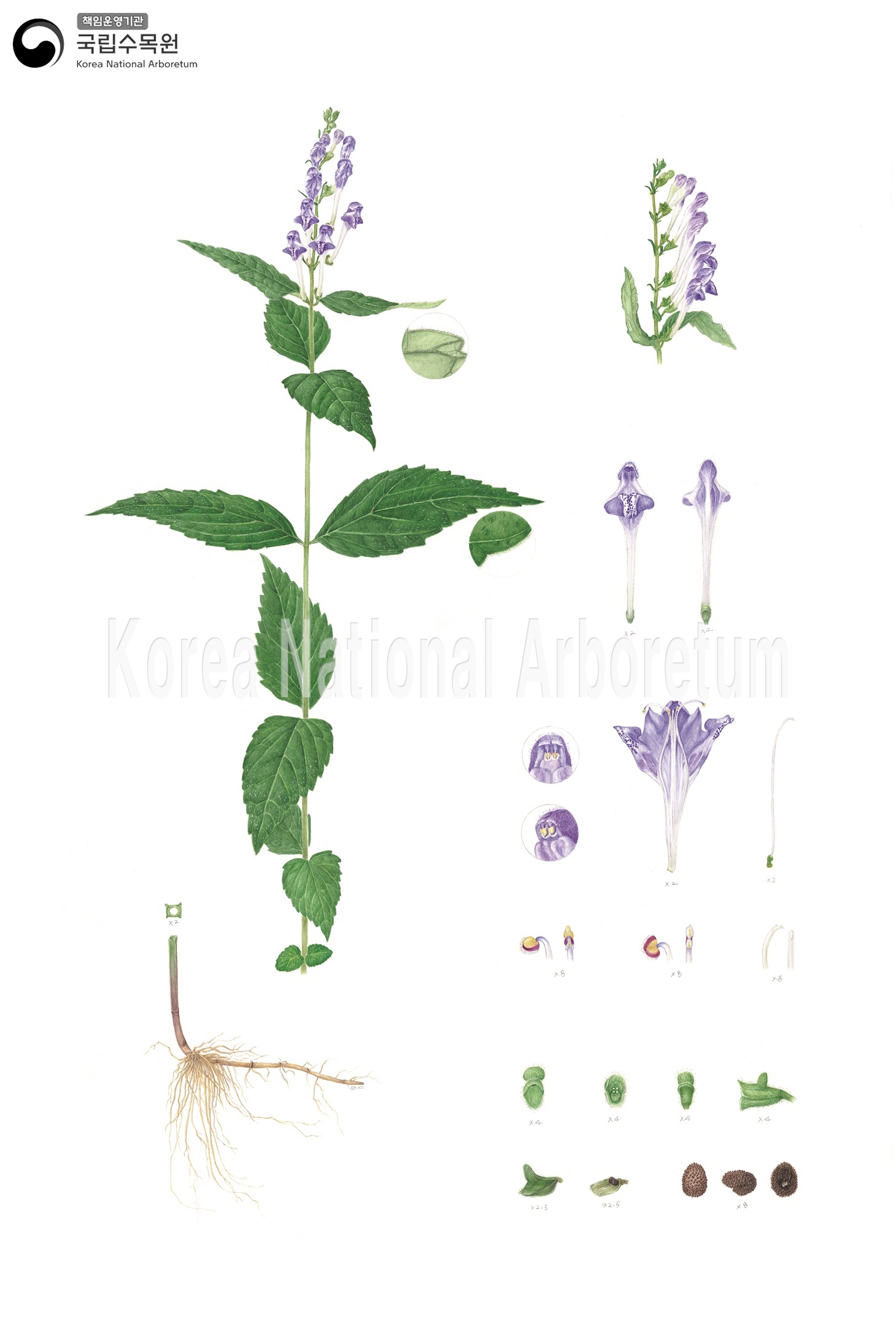 Plant Illustration Detailed View