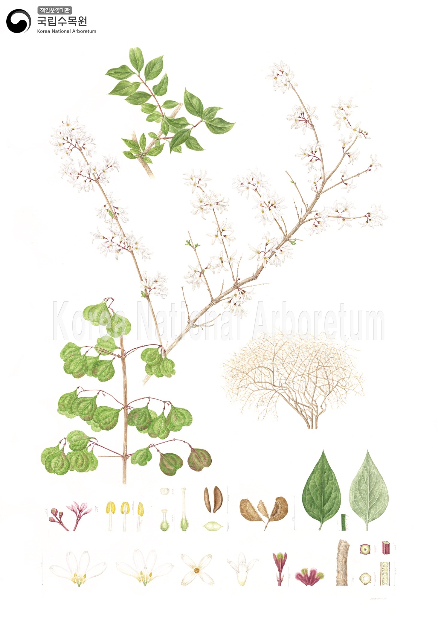 Plant Illustration Detailed View