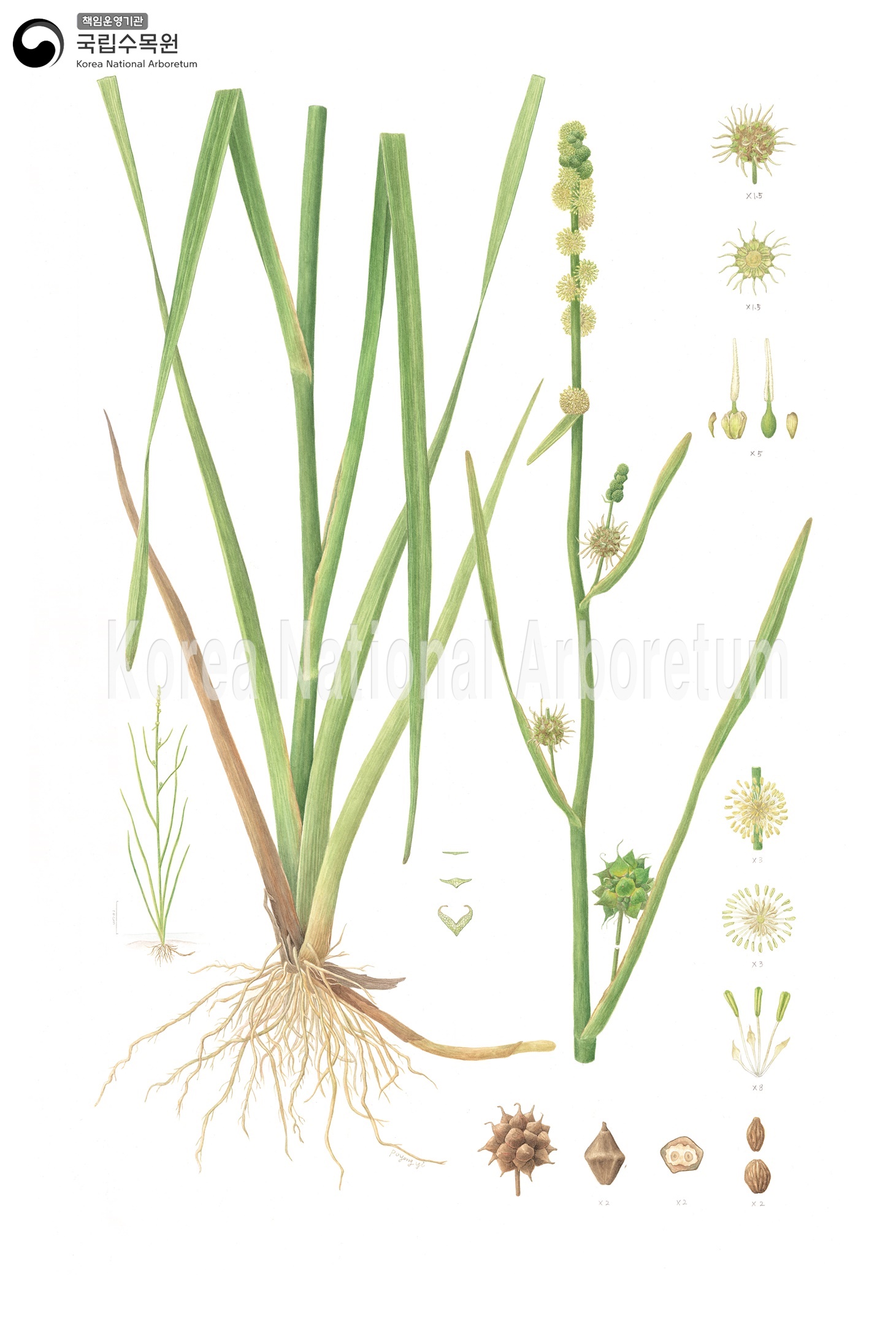 Plant Illustration Detailed View