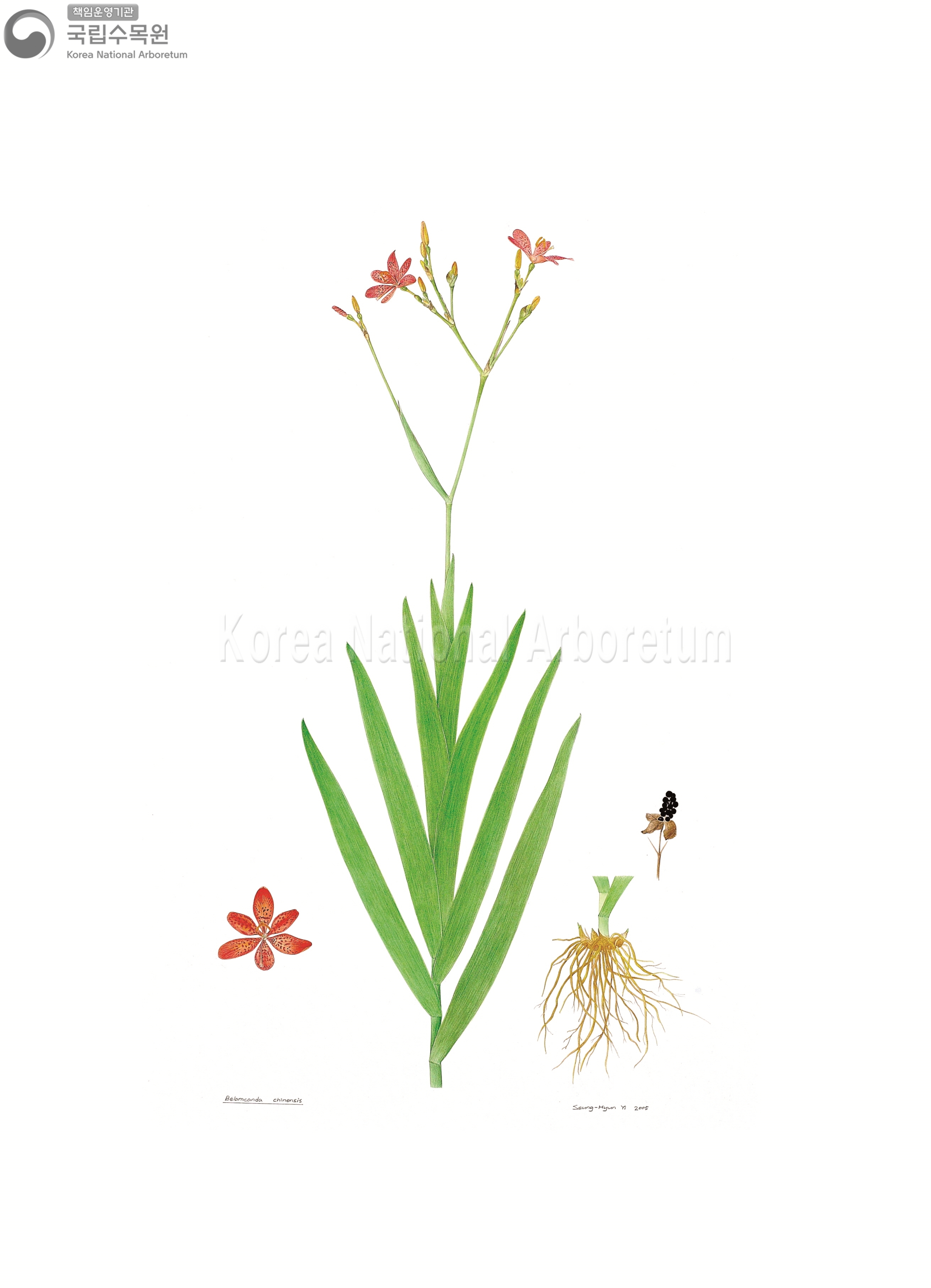 Plant Illustration Detailed View