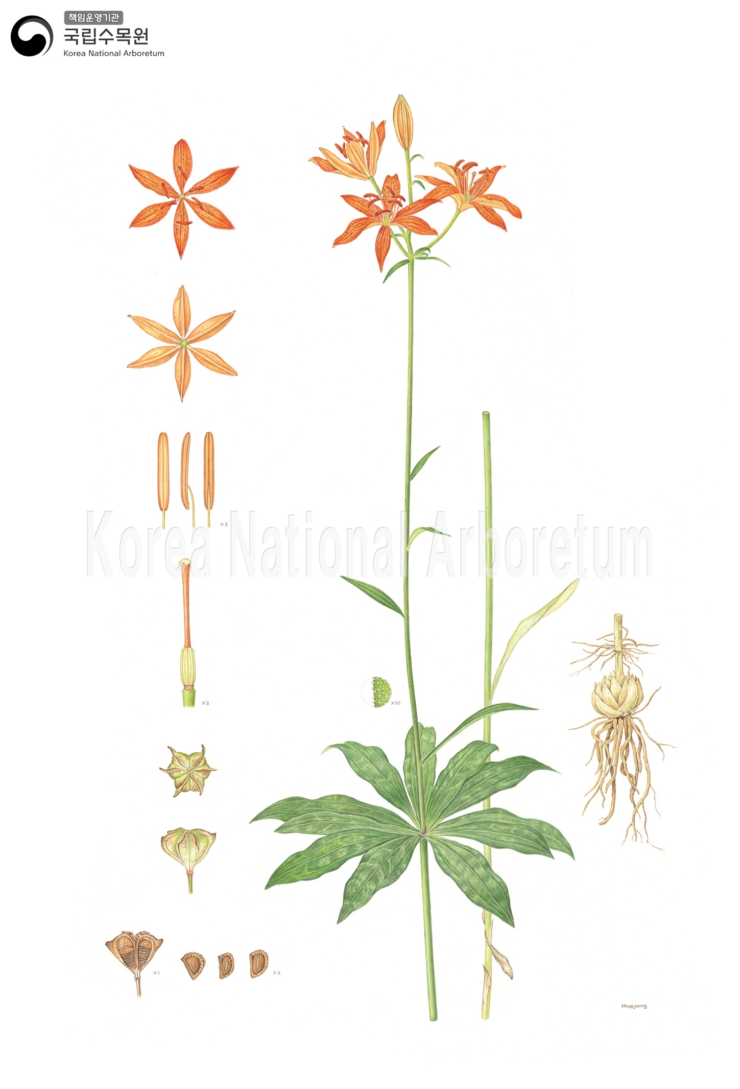 Plant Illustration Detailed View