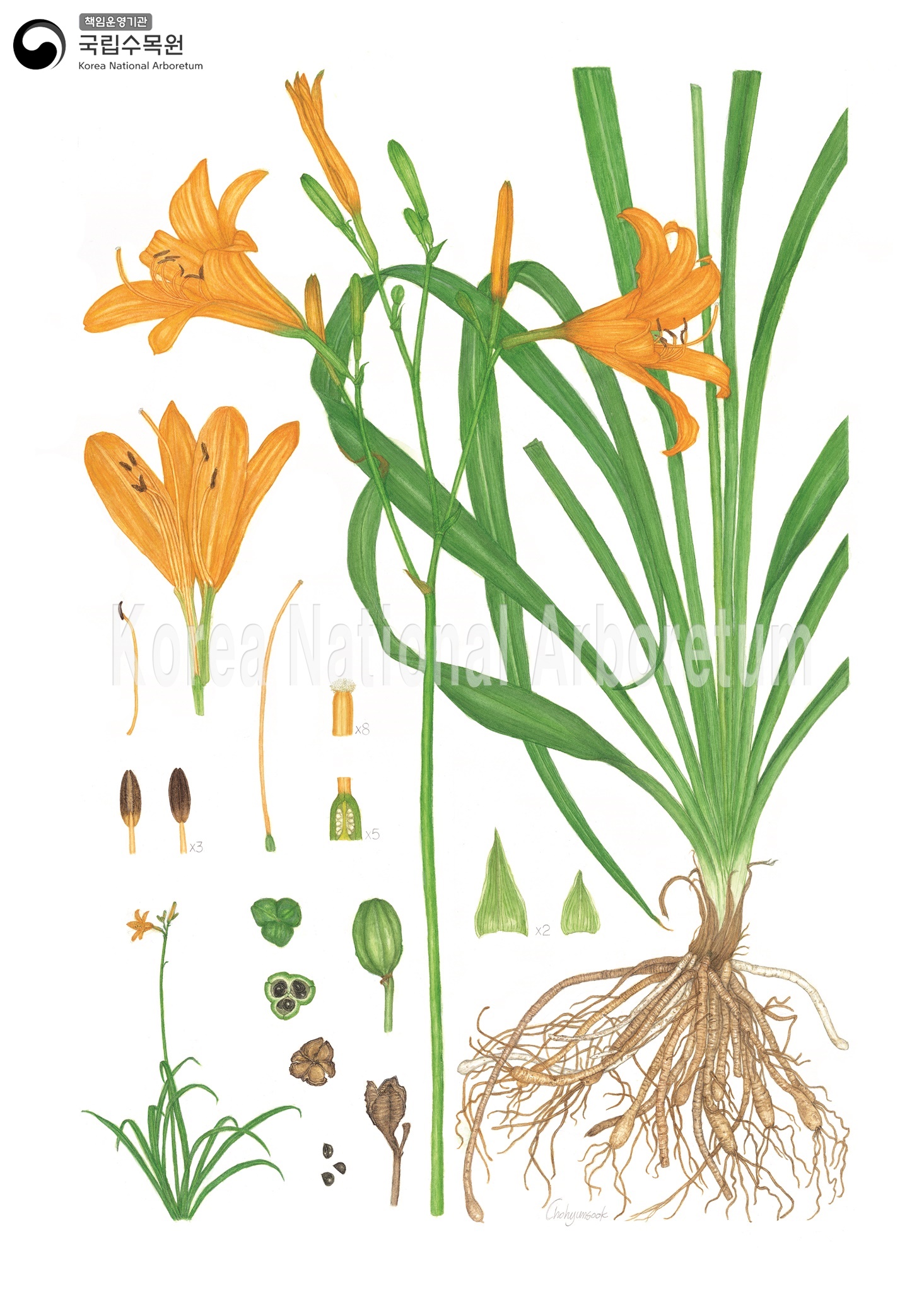 Plant Illustration Detailed View