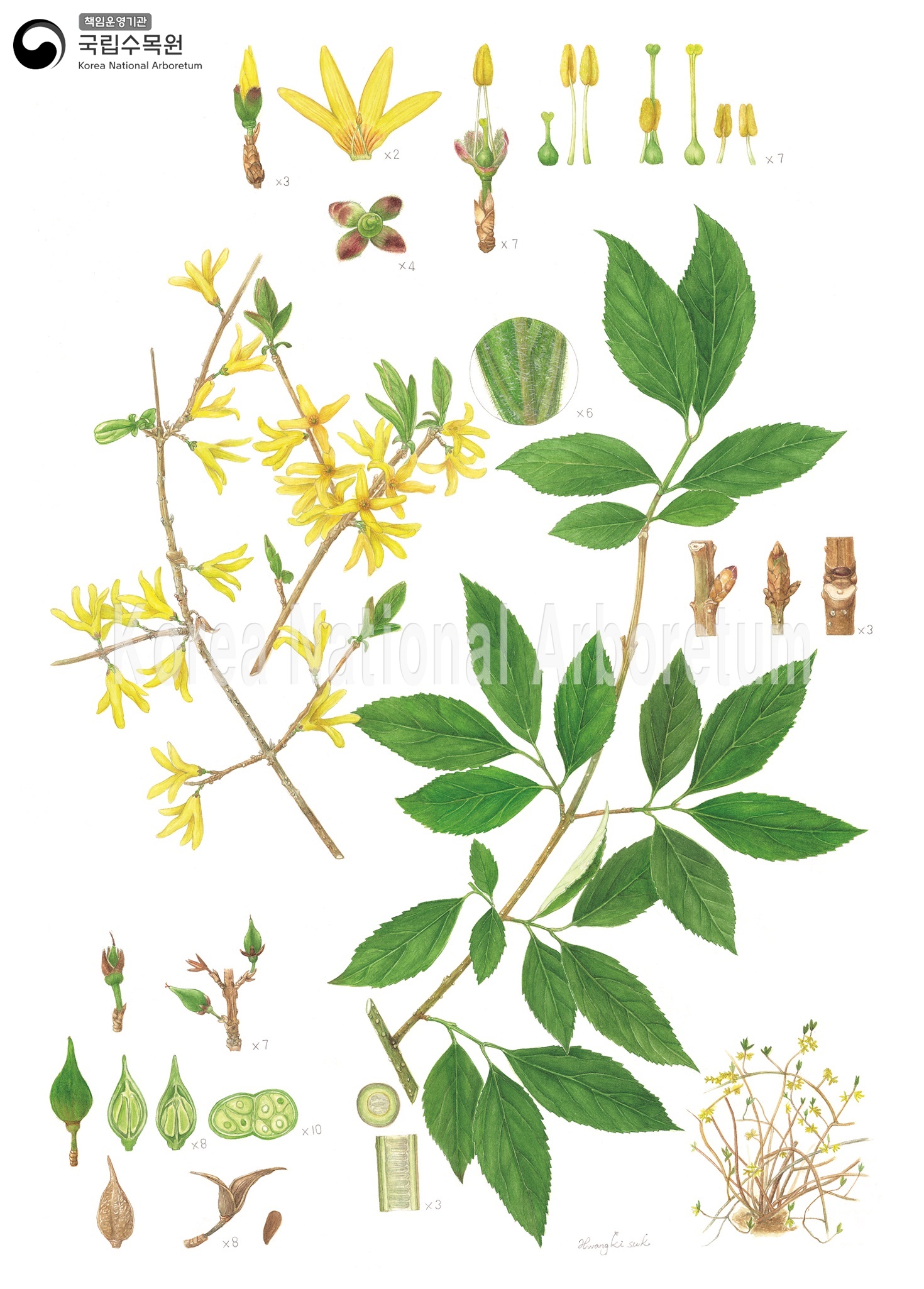 Plant Illustration Detailed View