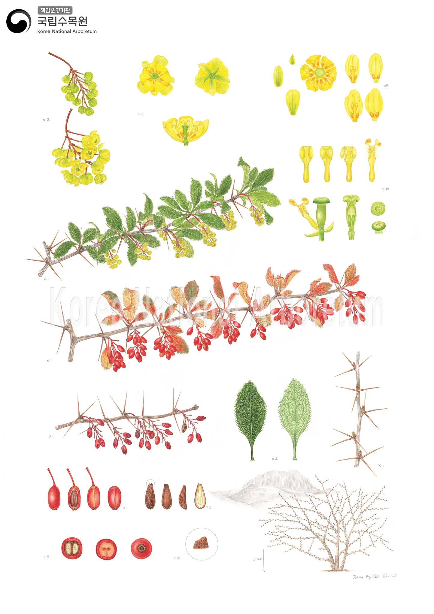 Plant Illustration Detailed View