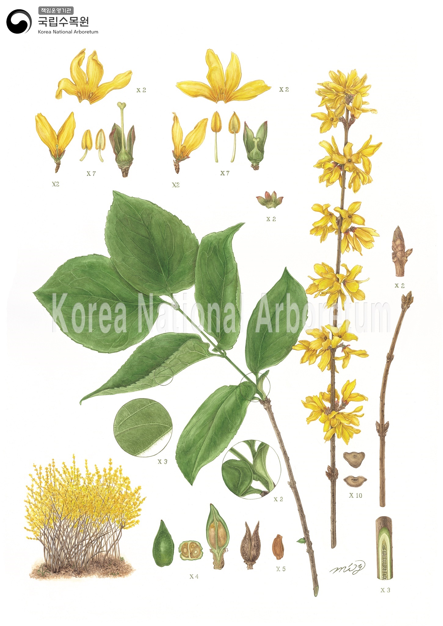 Plant Illustration Detailed View