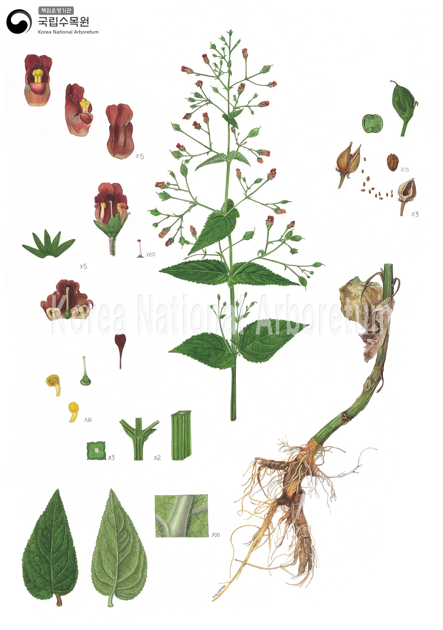 Plant Illustration Detailed View