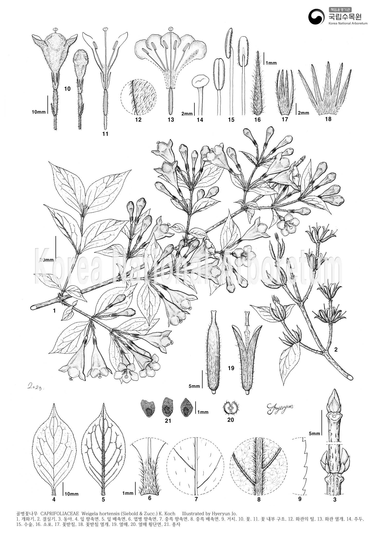 Plant Illustration Detailed View