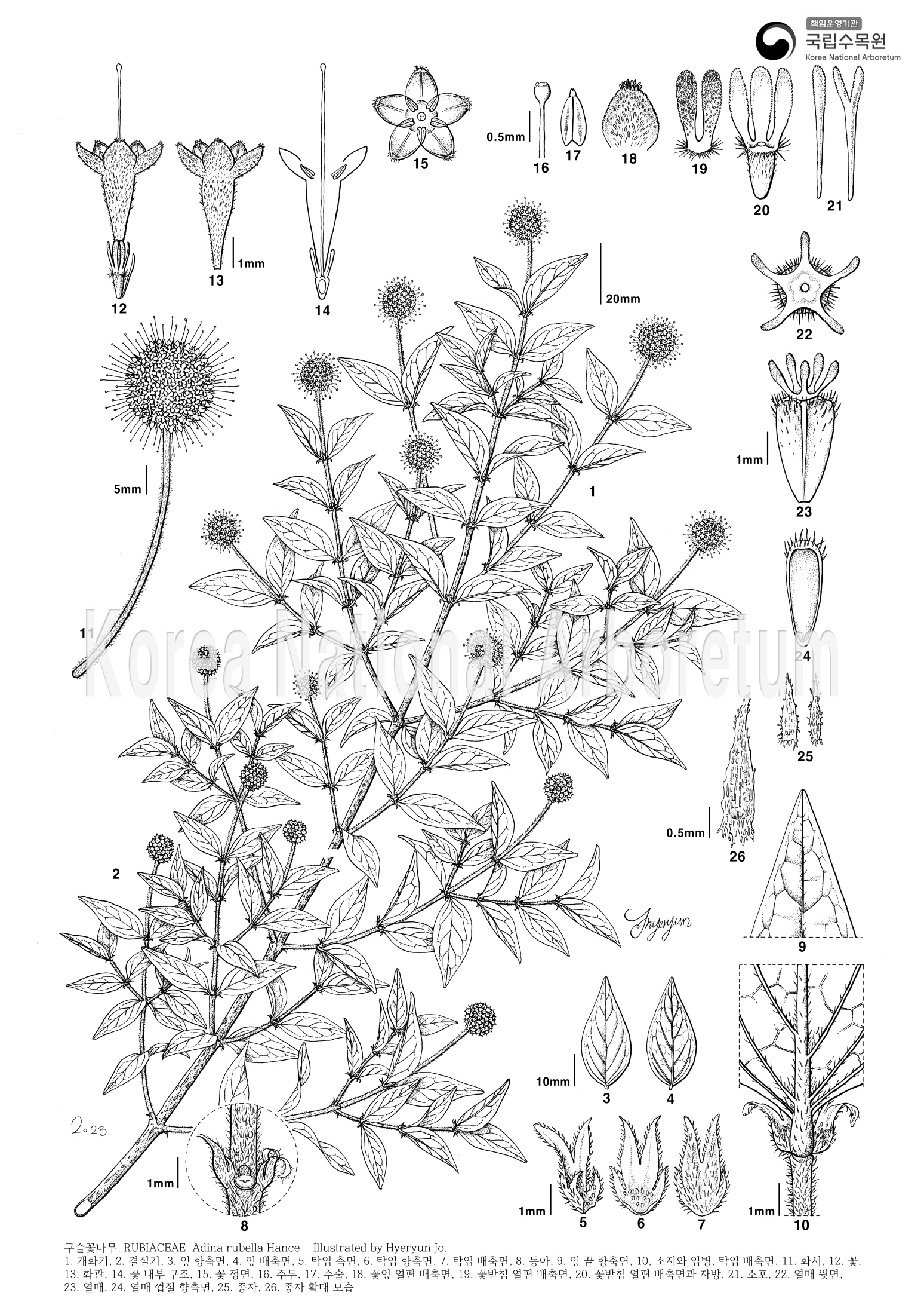 Plant Illustration Detailed View