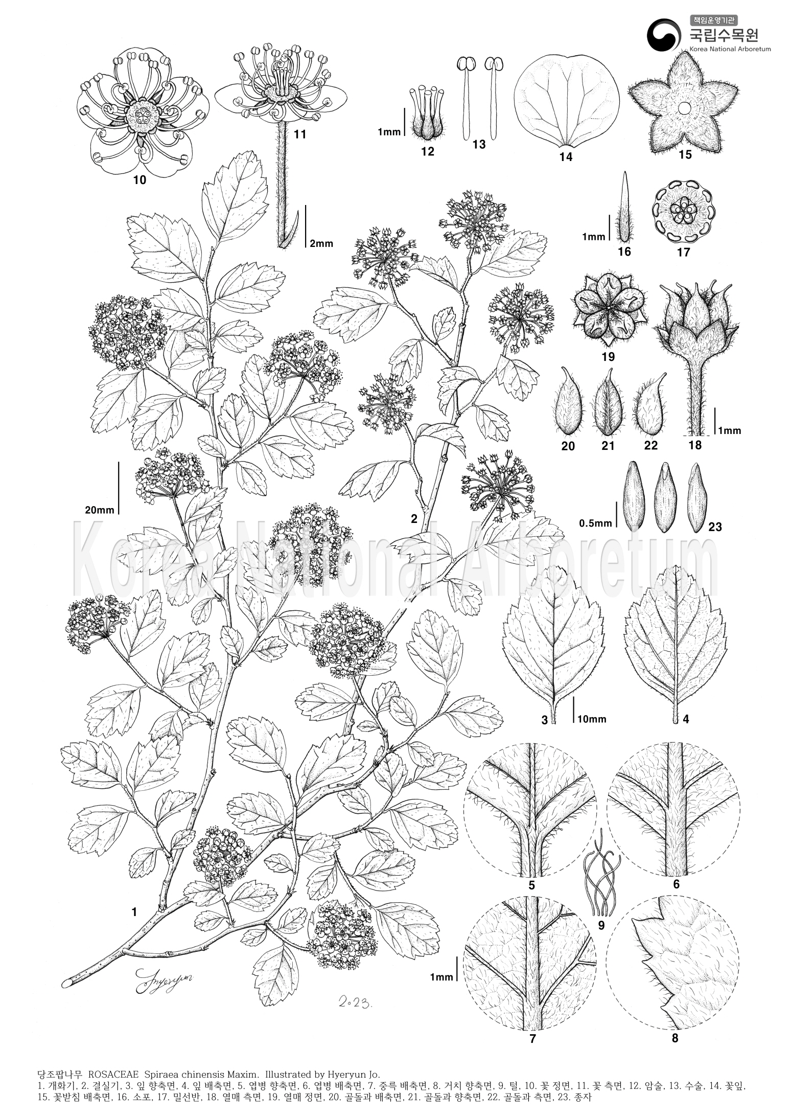 Plant Illustration Detailed View