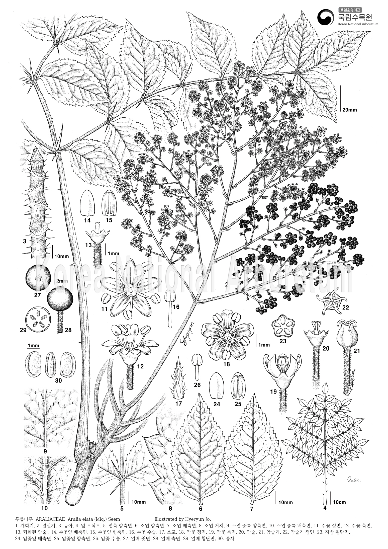 Plant Illustration Detailed View