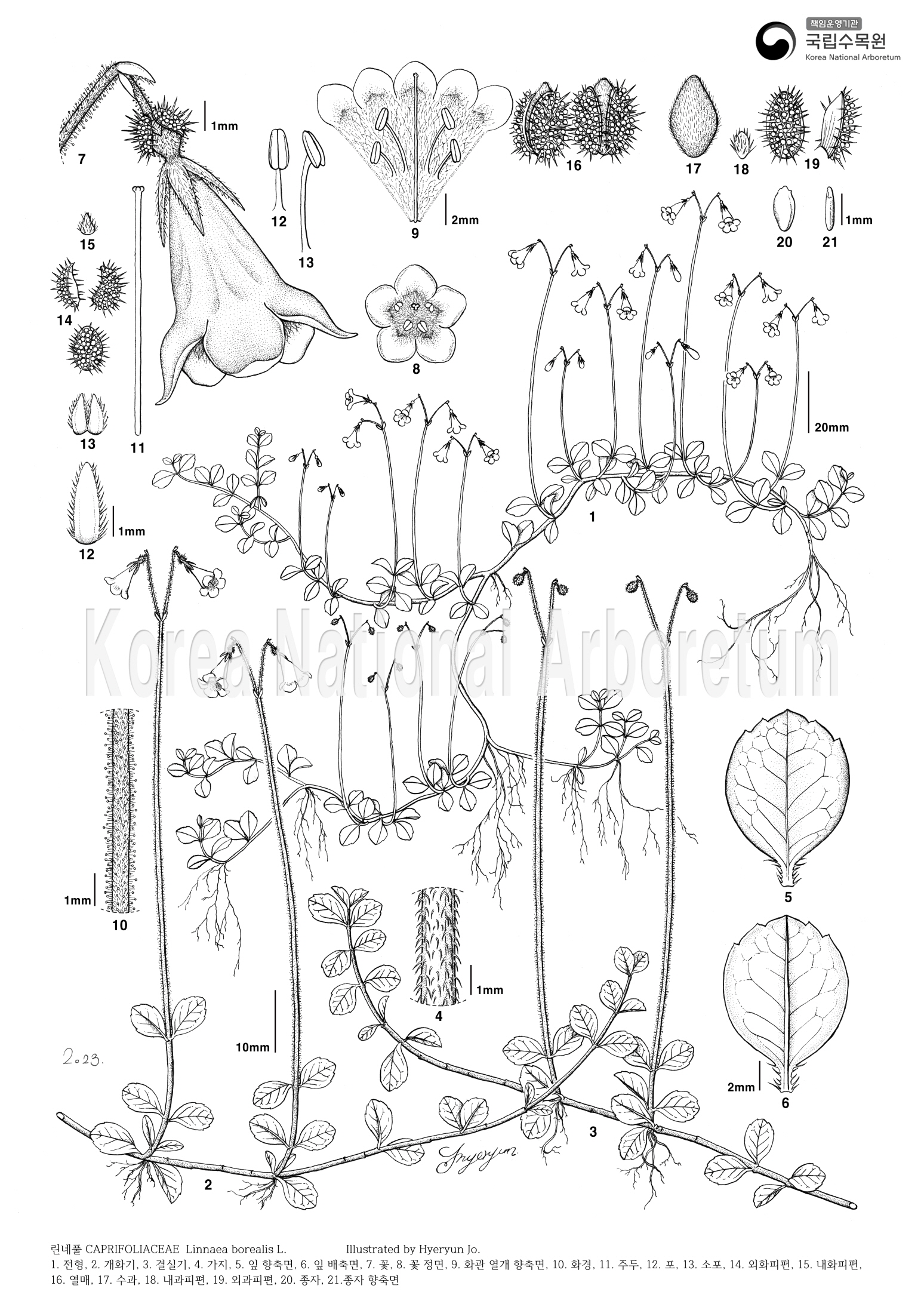 Plant Illustration Detailed View