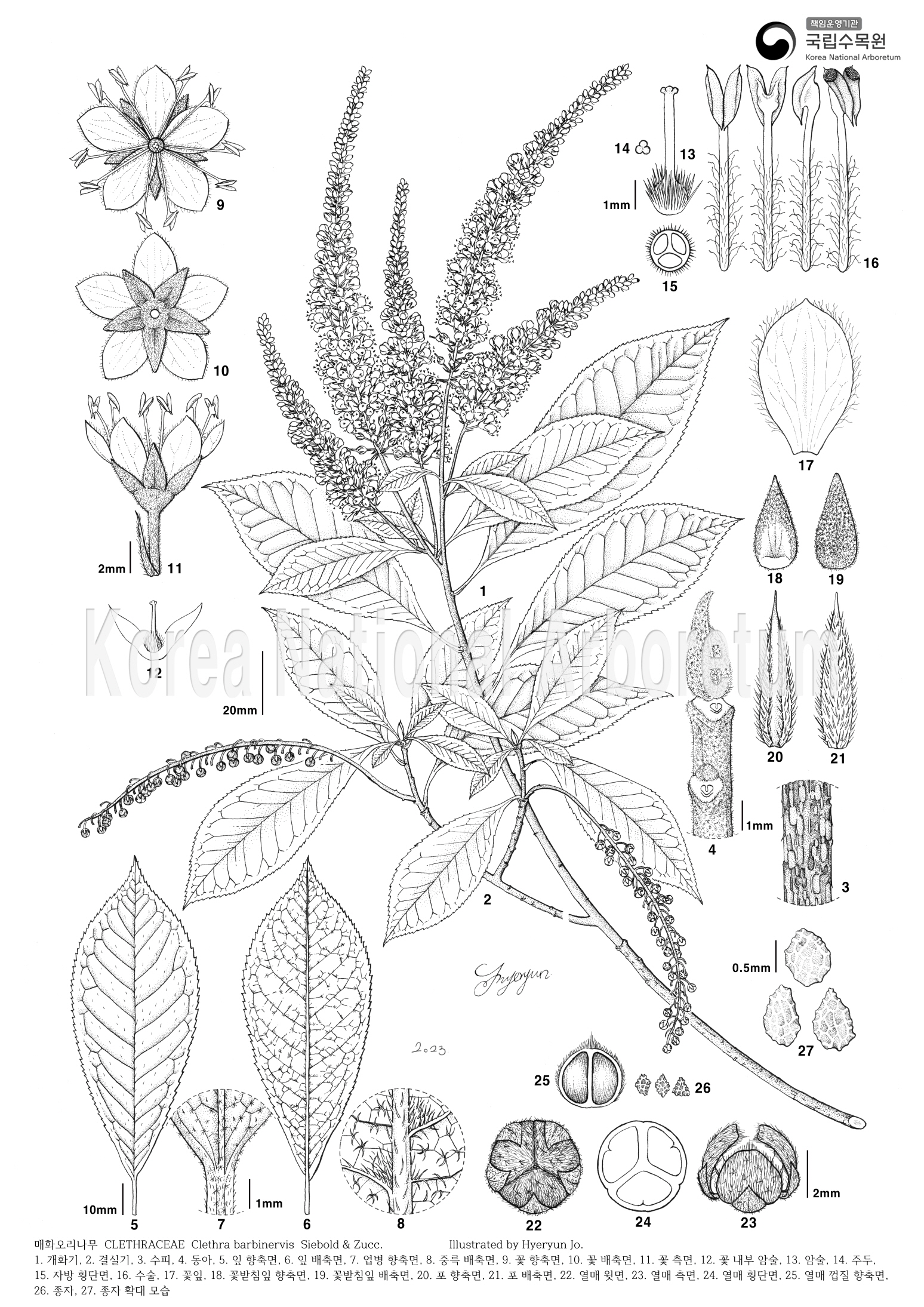 Plant Illustration Detailed View