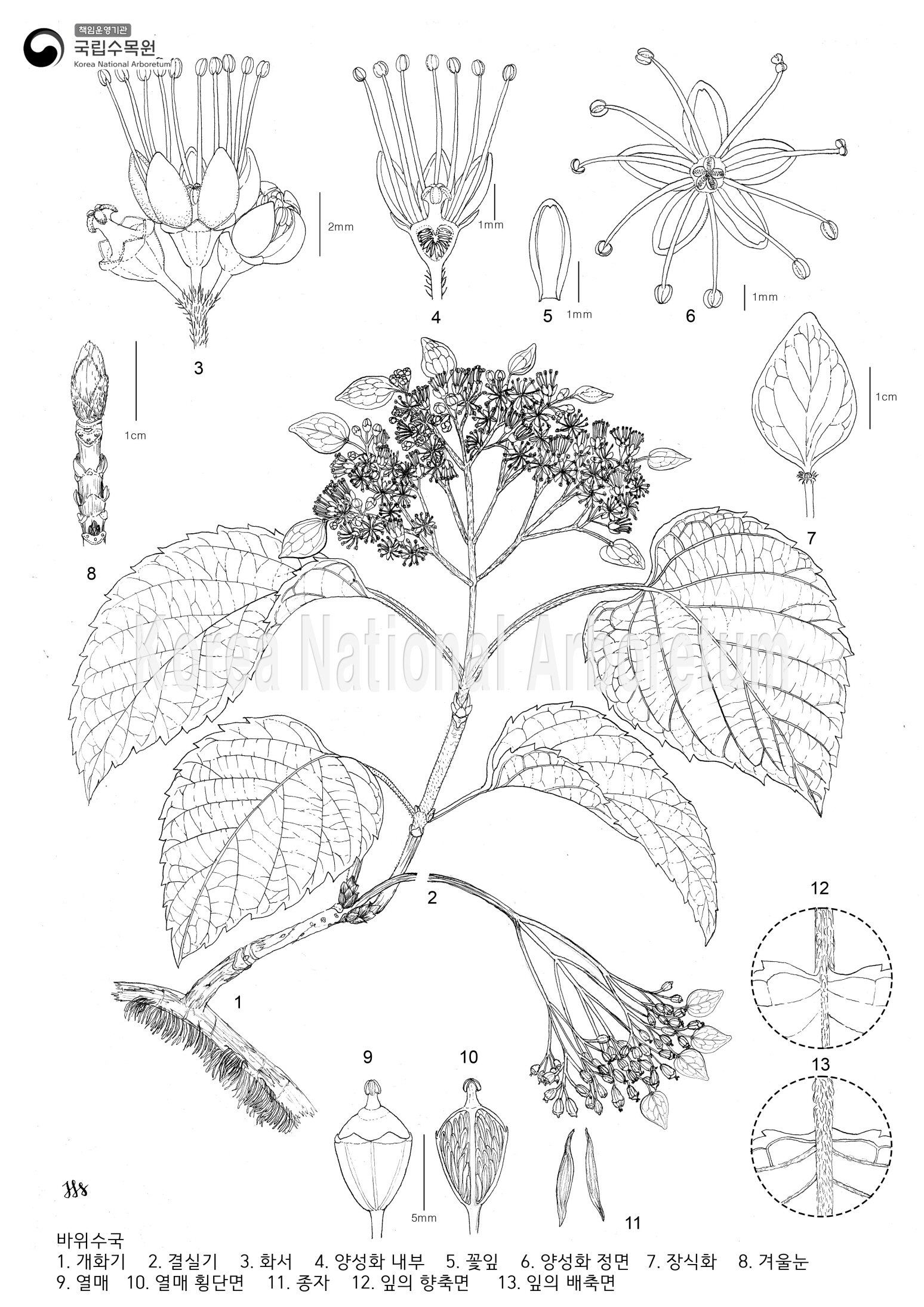 Plant Illustration Detailed View