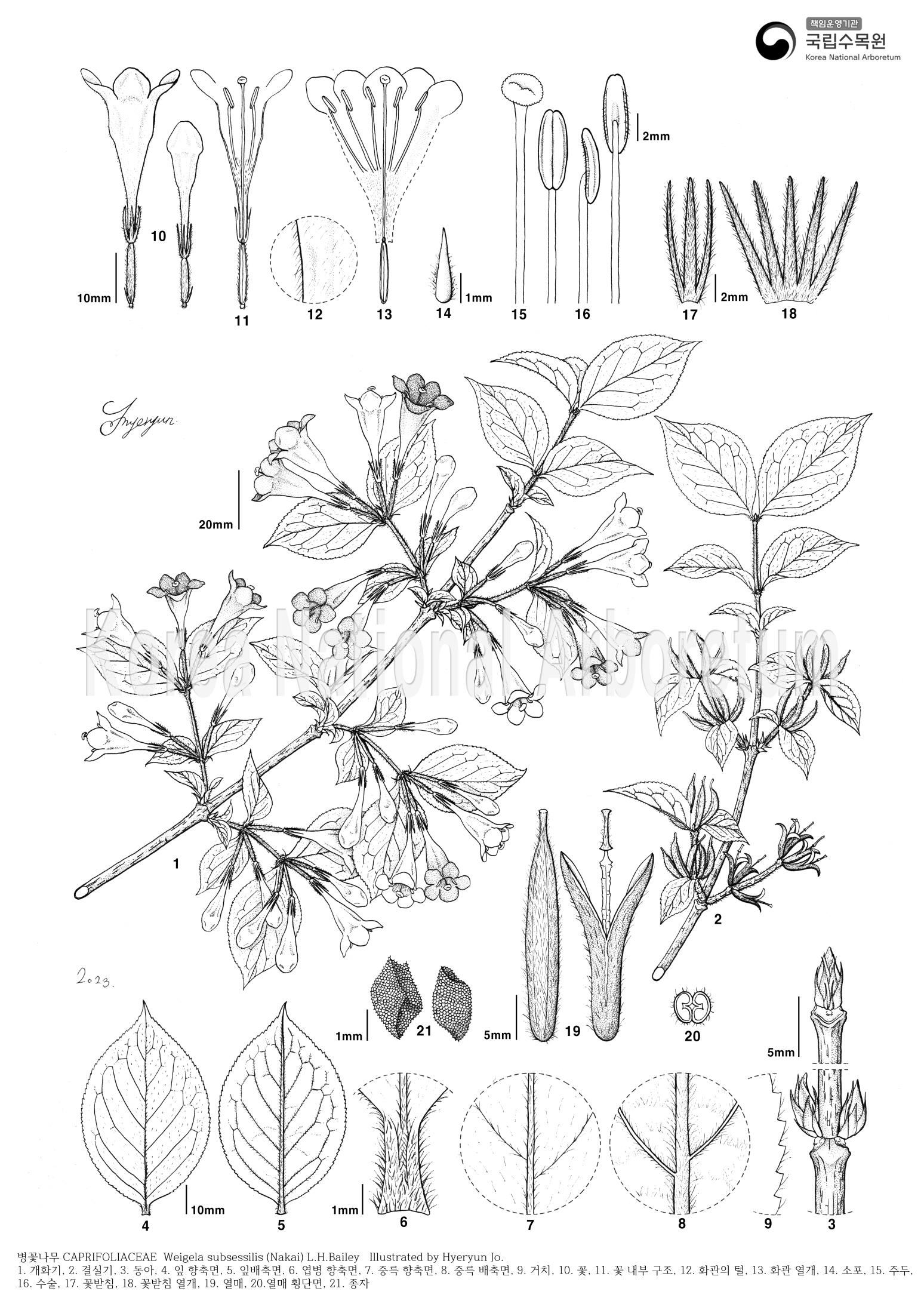 Plant Illustration Detailed View