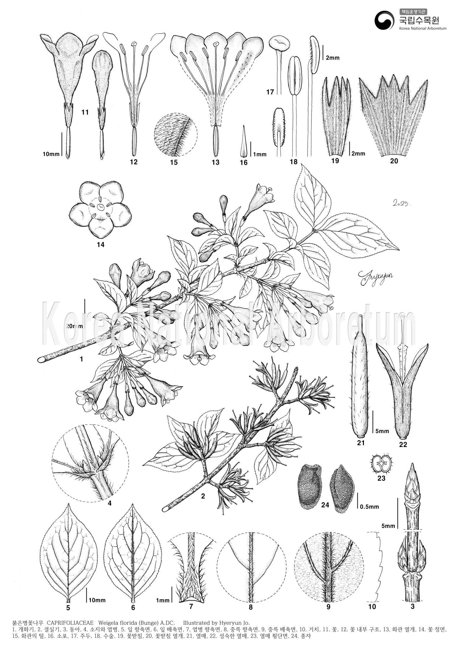 Plant Illustration Detailed View