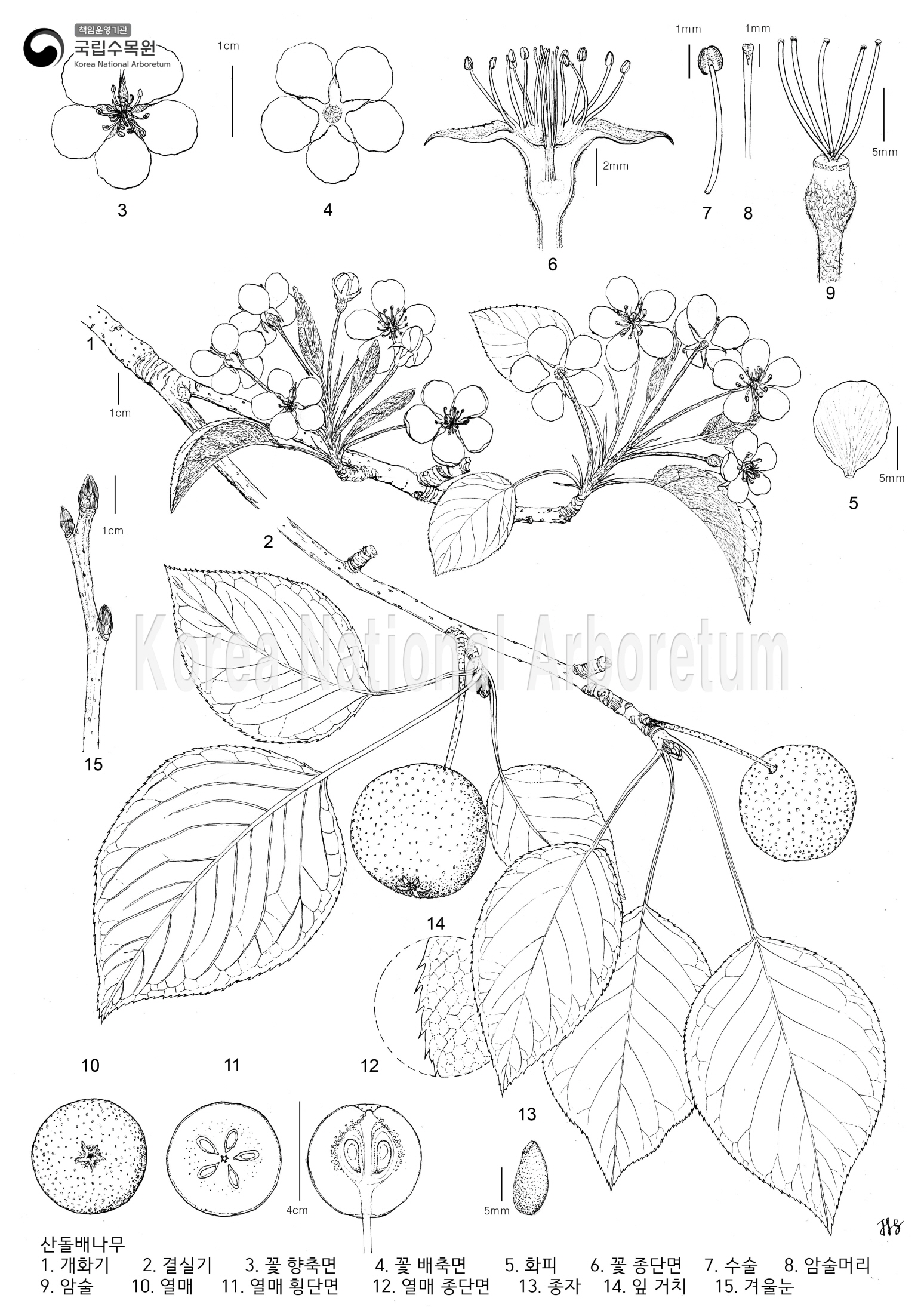 Plant Illustration Detailed View