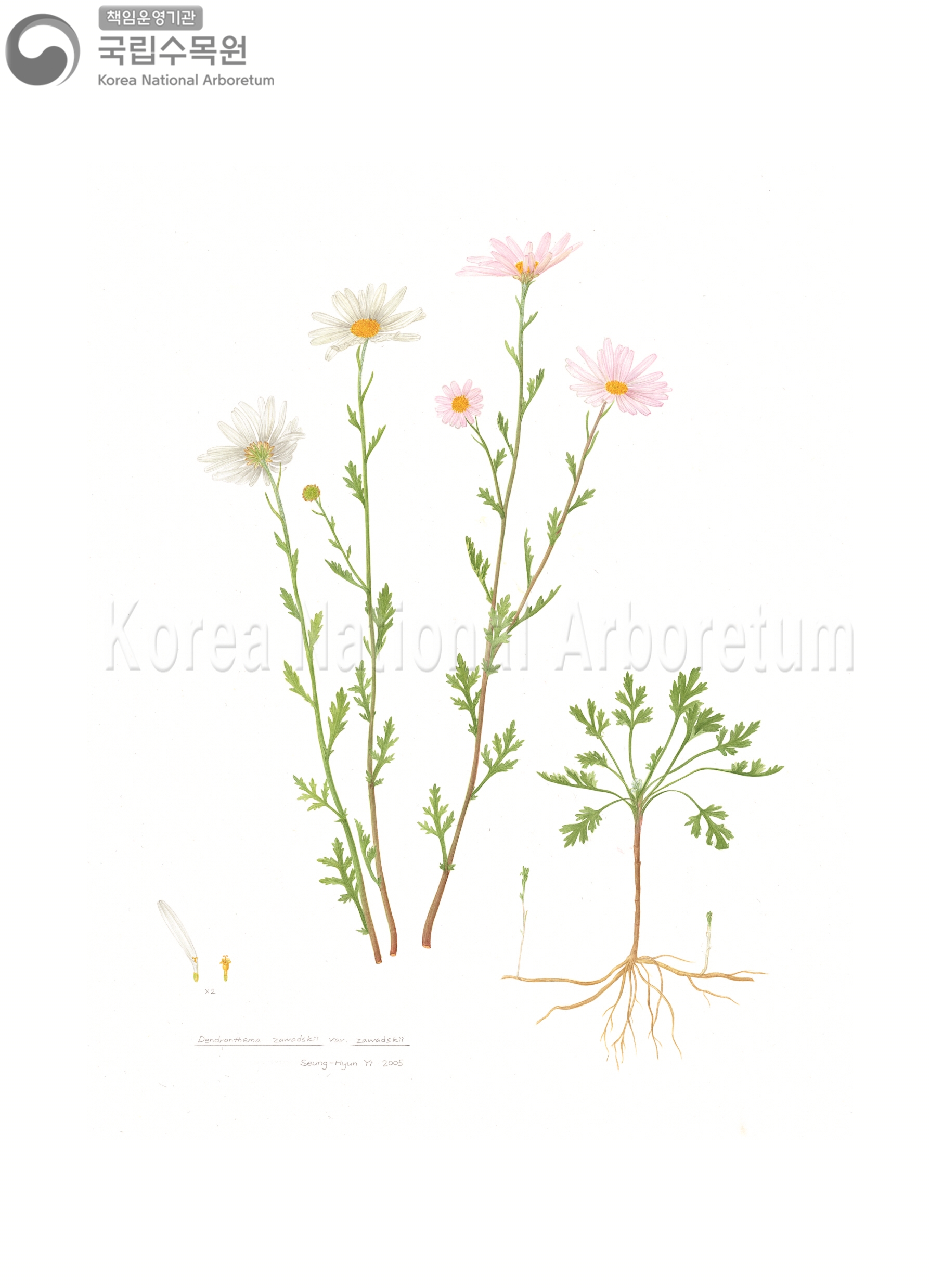 Plant Illustration Detailed View