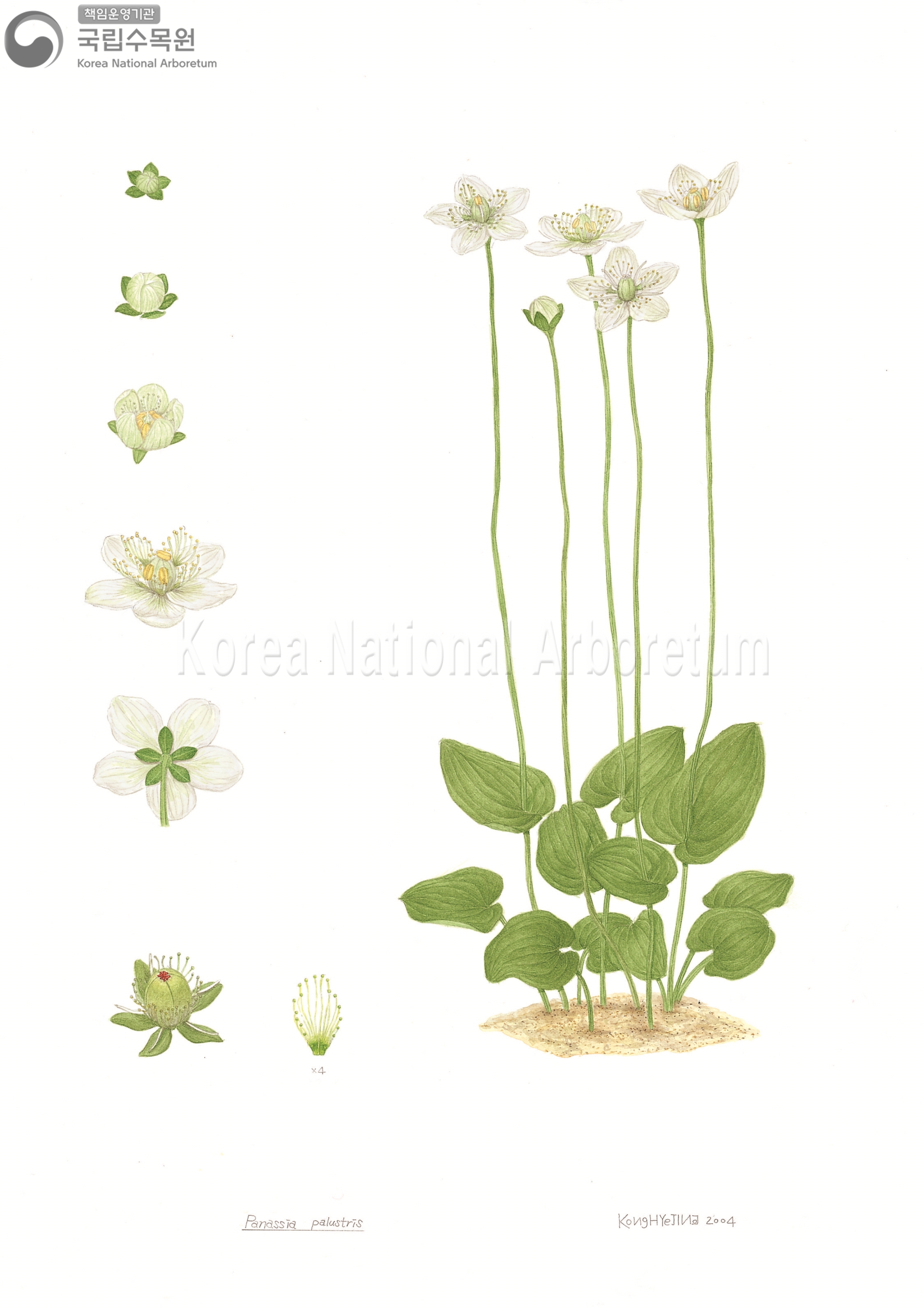 Plant Illustration Detailed View