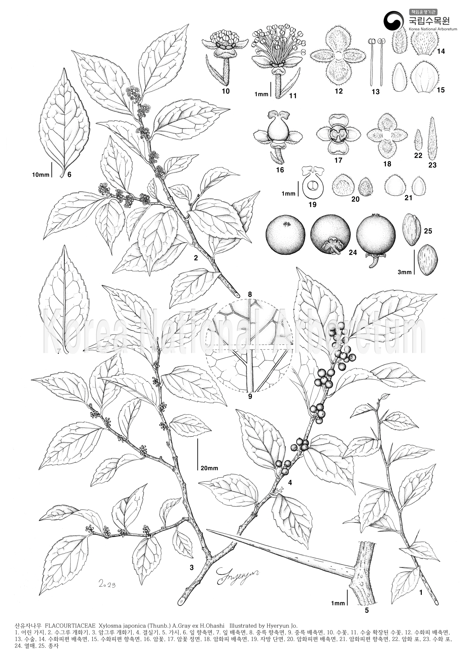 Plant Illustration Detailed View