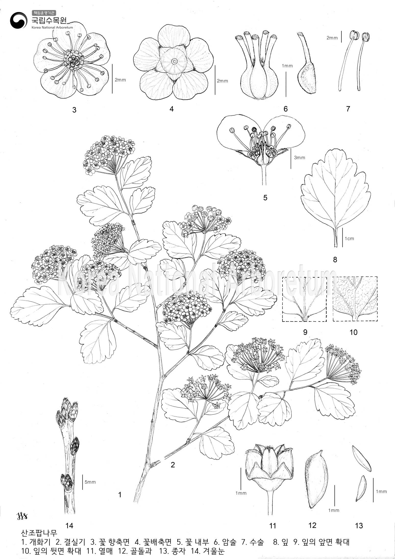 Plant Illustration Detailed View