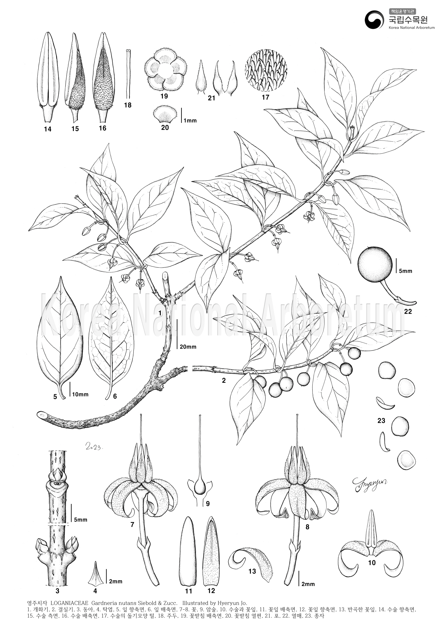 Plant Illustration Detailed View