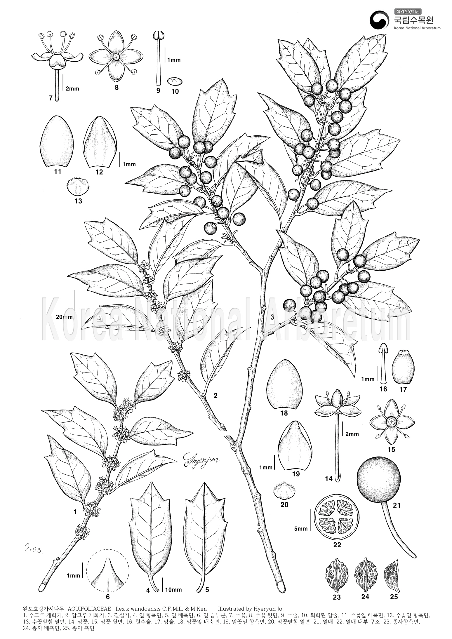 Plant Illustration Detailed View