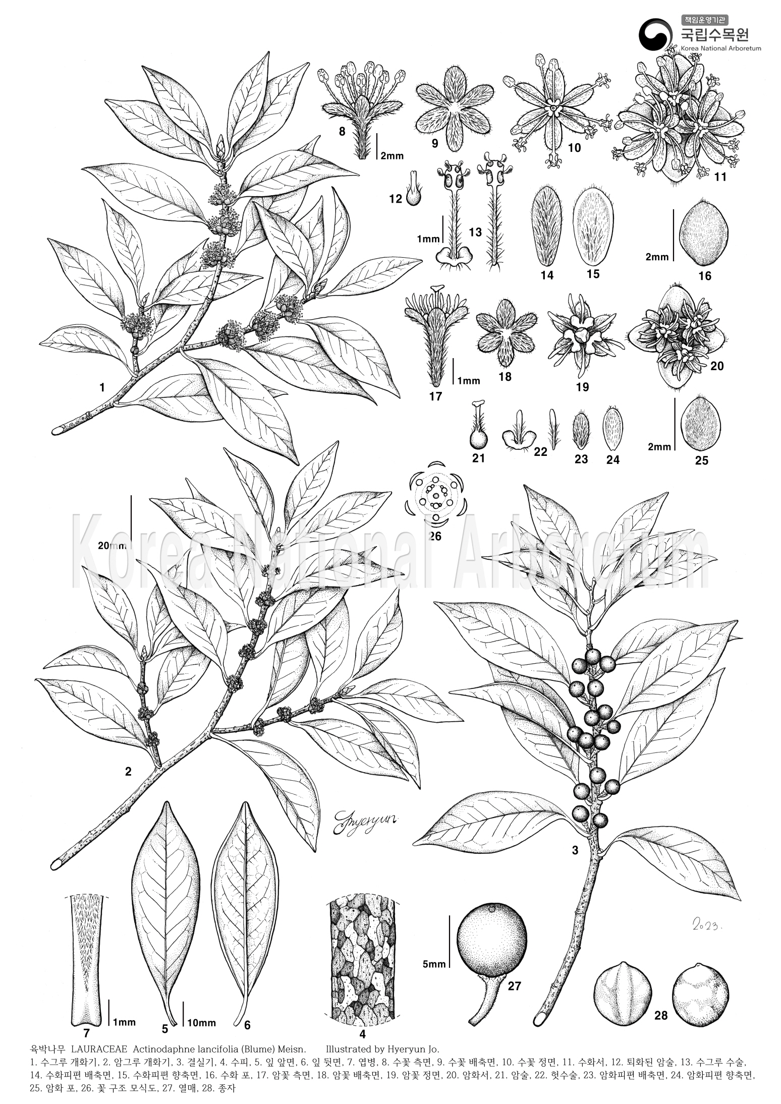 Plant Illustration Detailed View